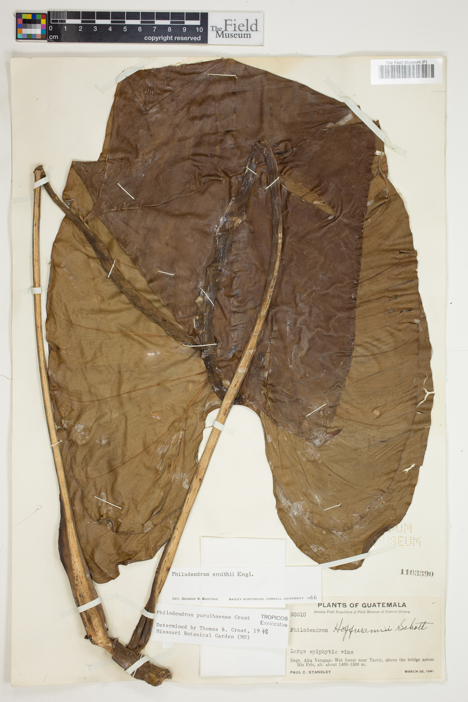 Philodendron purulhense image