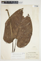 Philodendron purulhense image