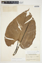 Philodendron purulhense image