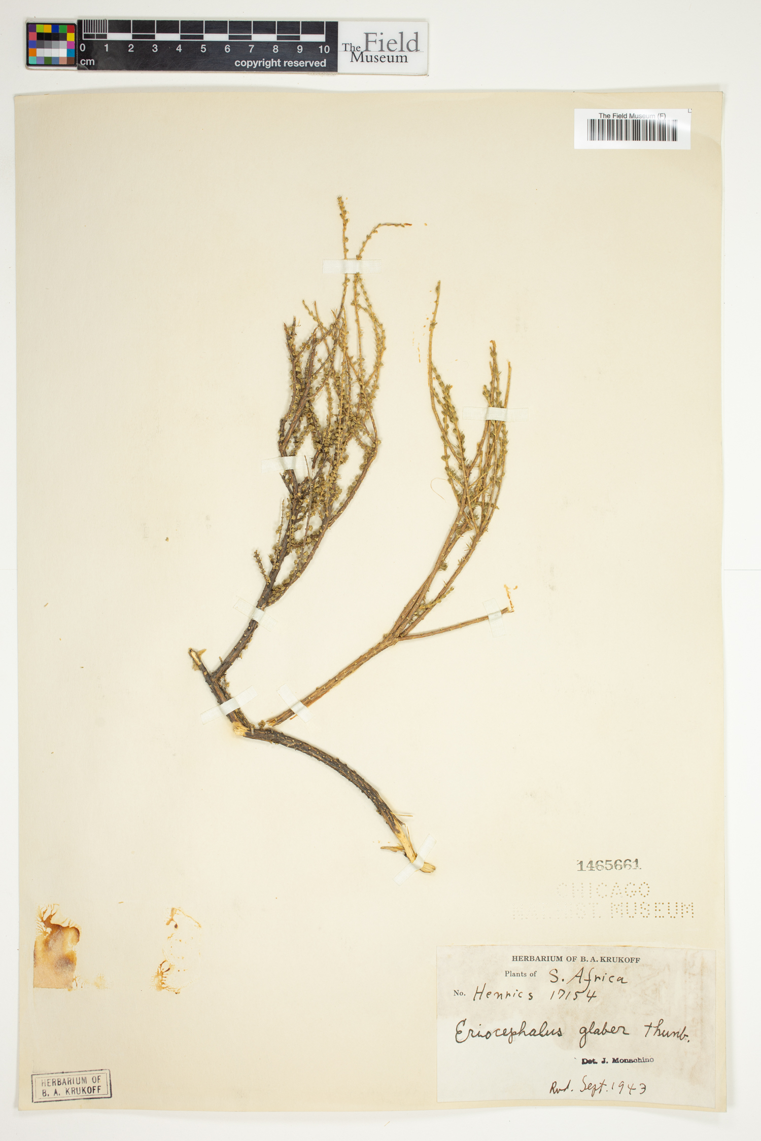 Eriocephalus ericoides image