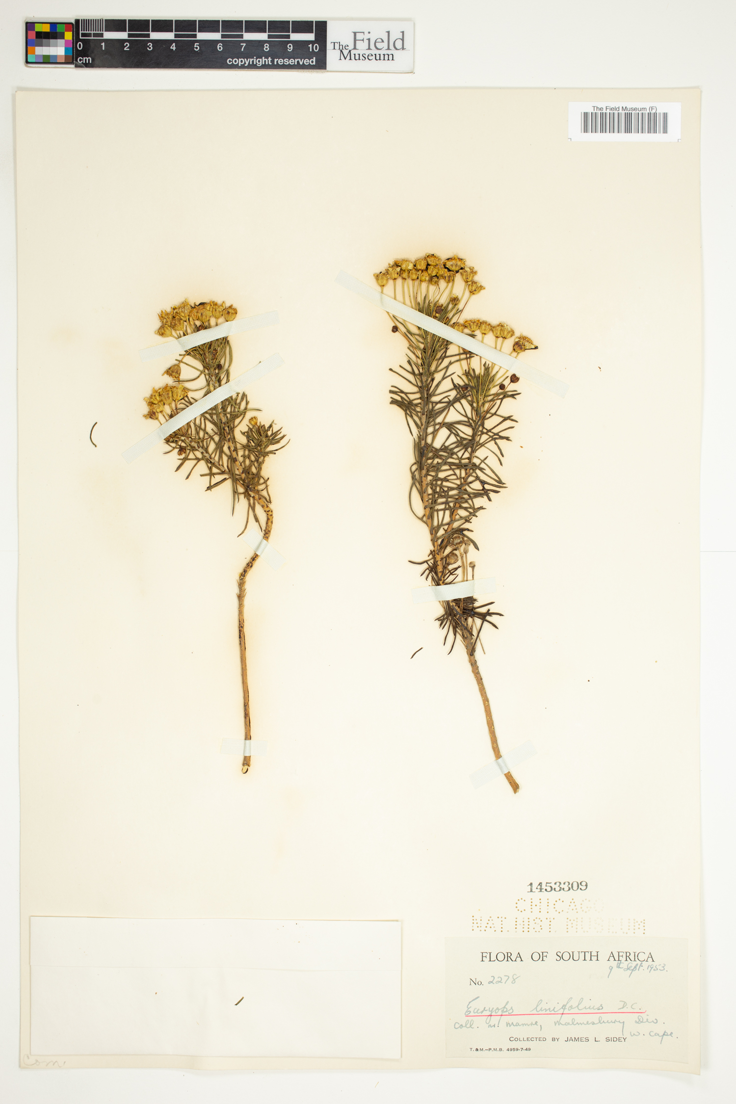 Euryops linifolius image