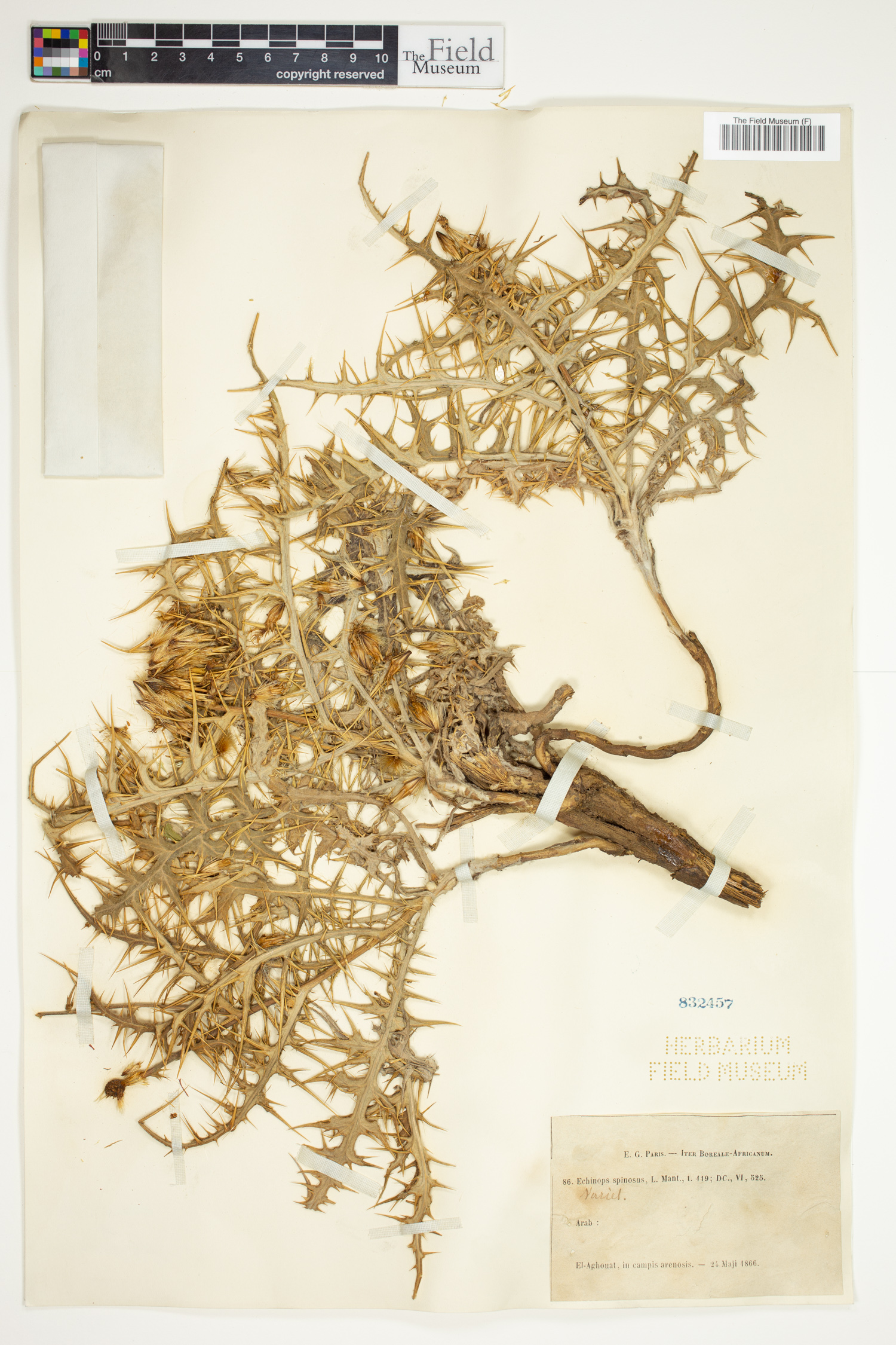 Echinops spinosus image