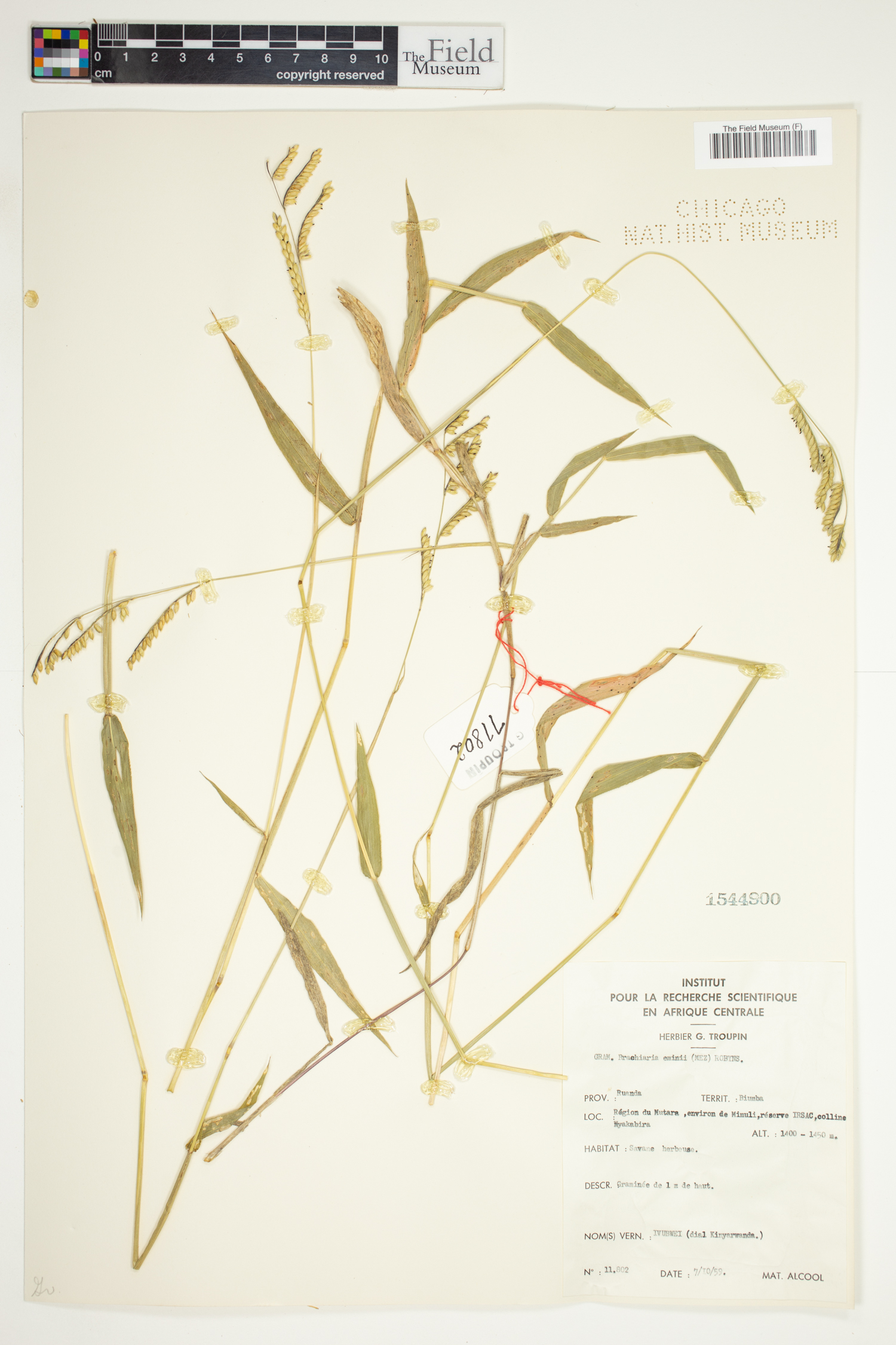 Urochloa eminii image