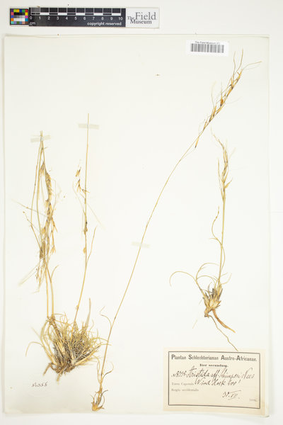 Stipagrostis ciliata var. ciliata image