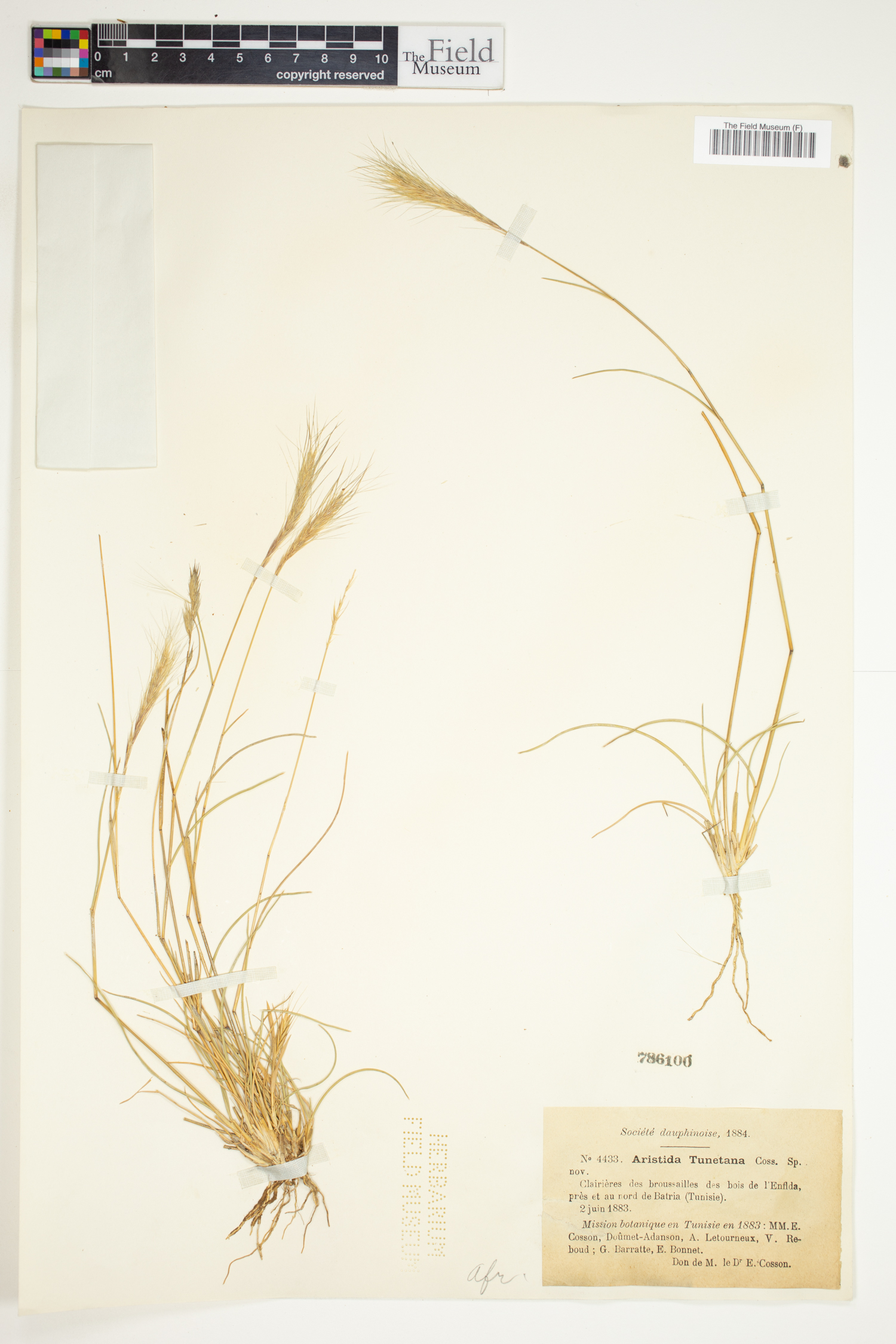 Aristida congesta image