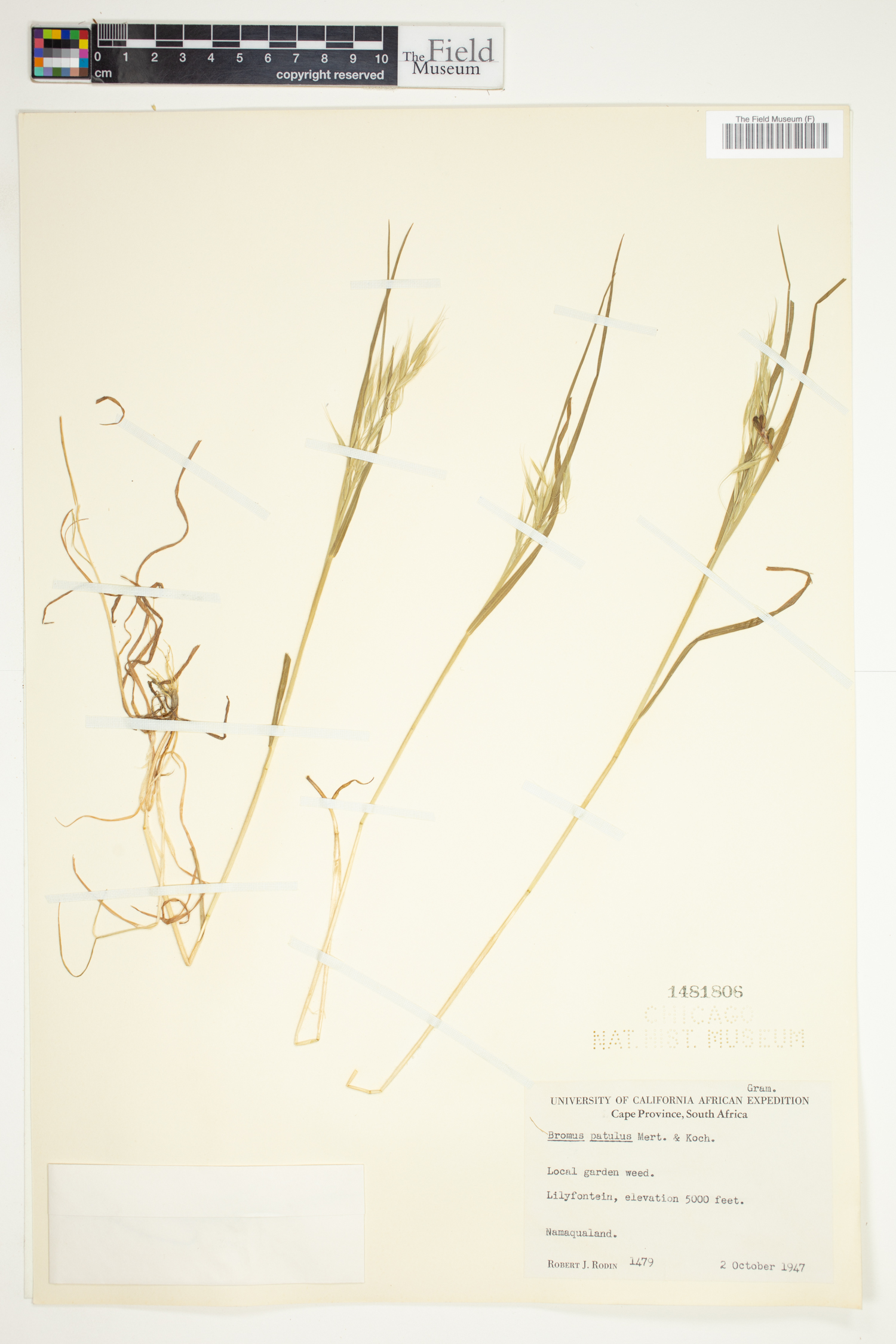 Bromus japonicus image