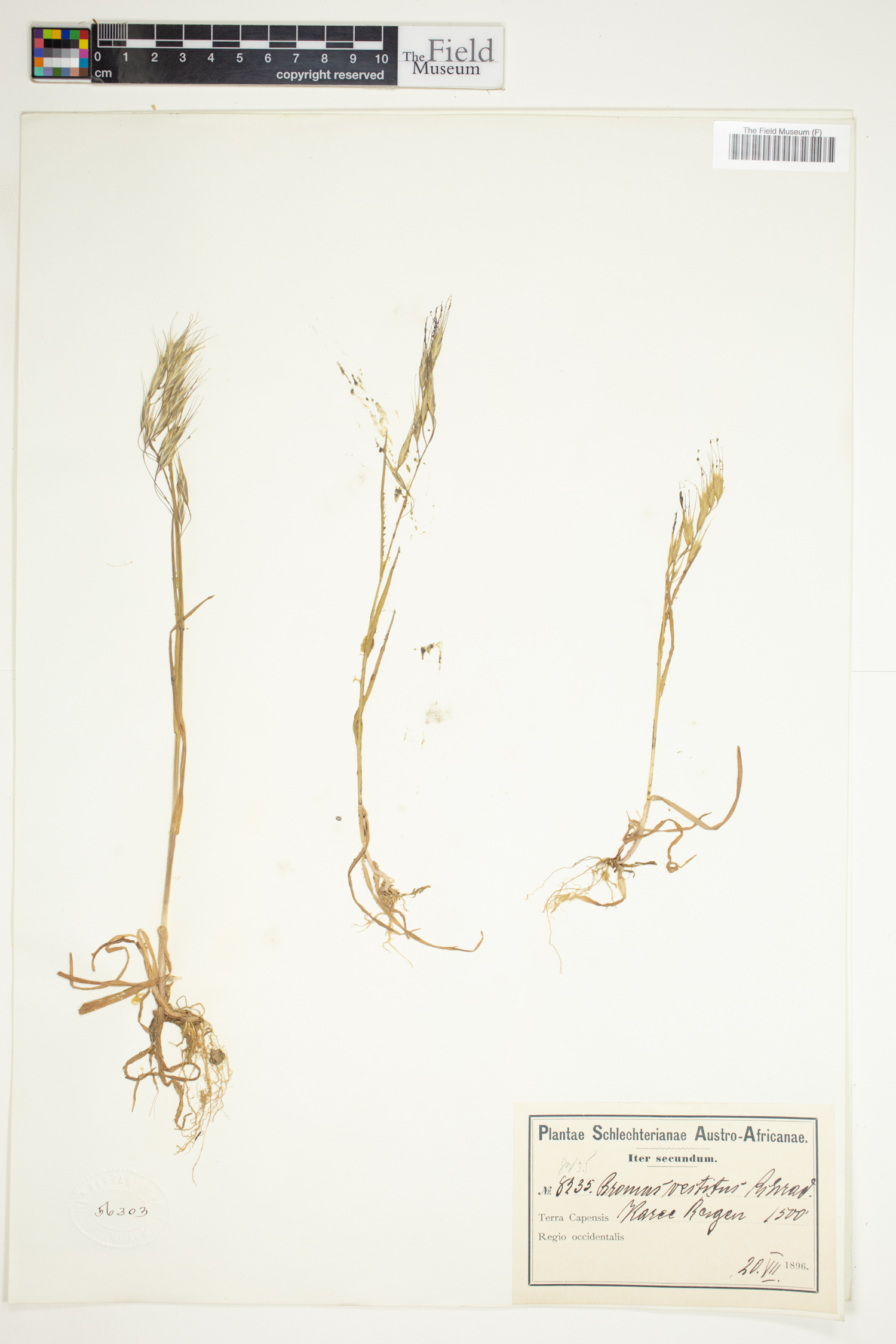 Bromus pectinatus image