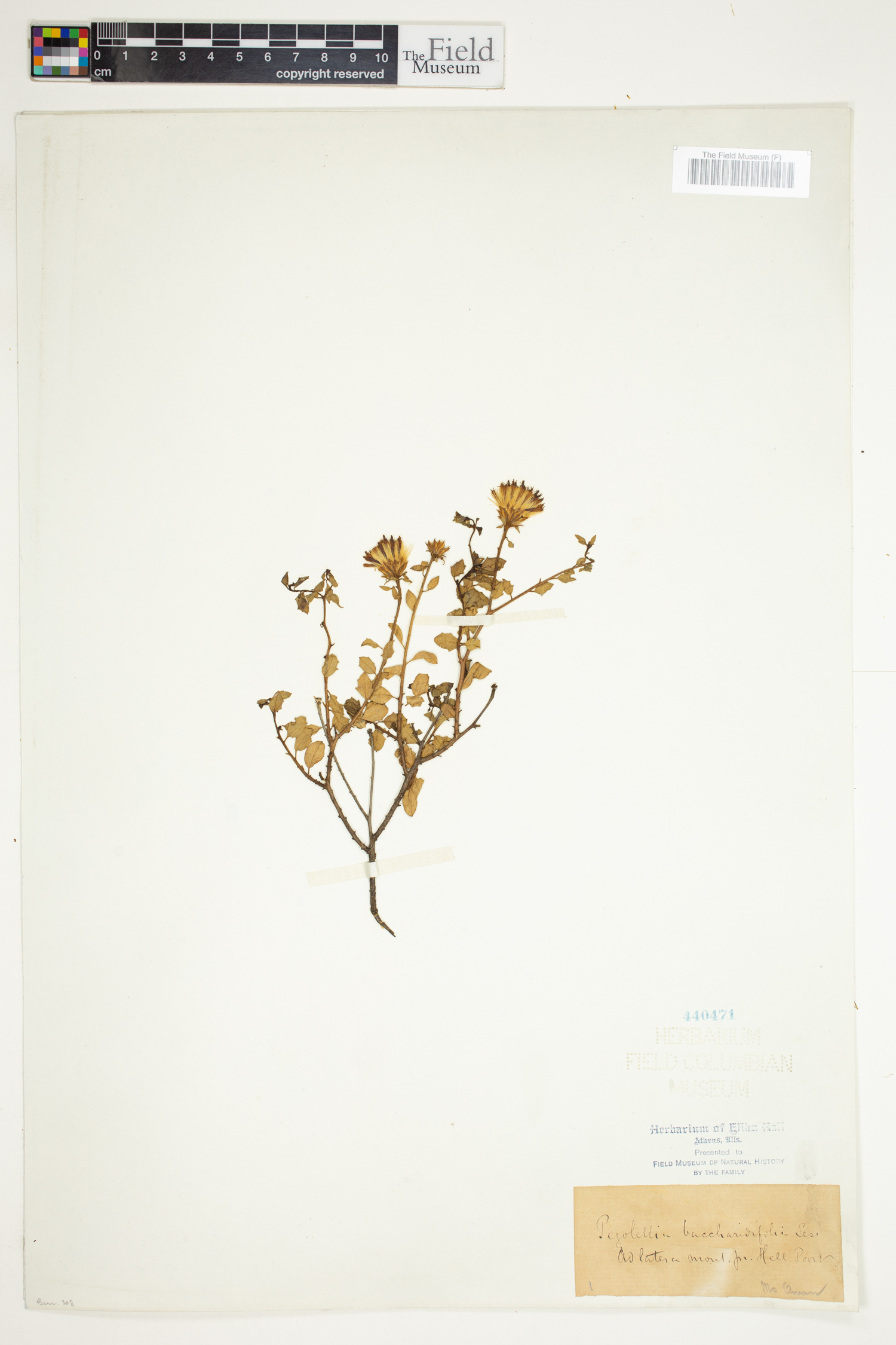 Pegolettia baccharidifolia image