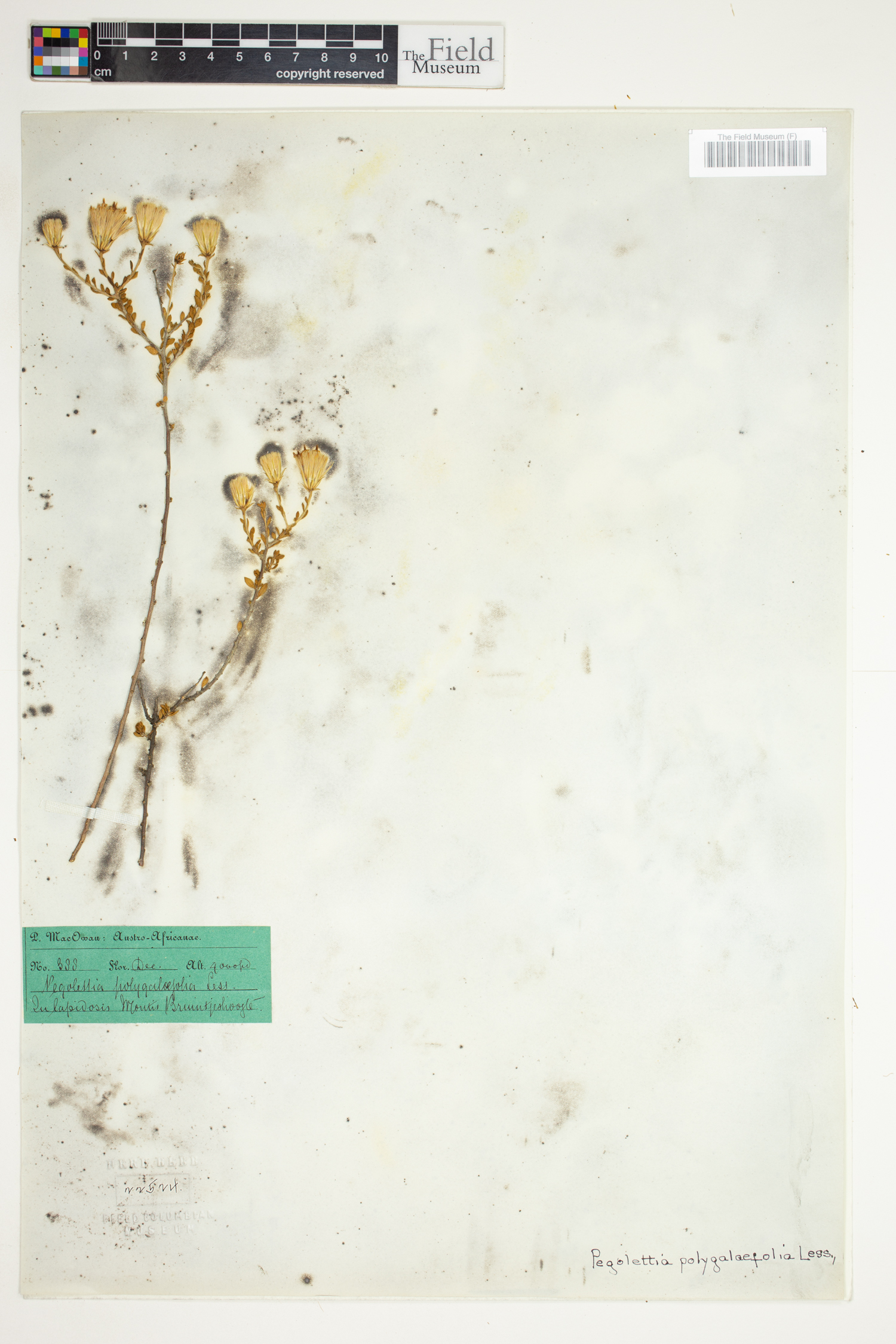 Pegolettia retrofracta image