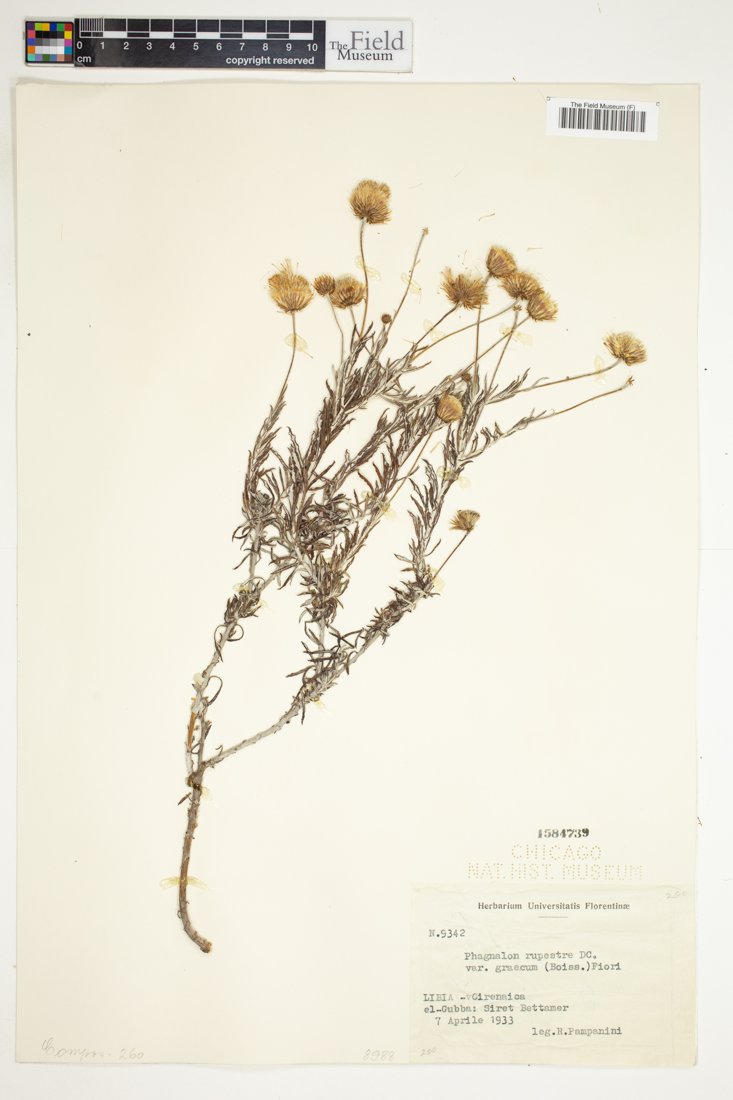 Phagnalon rupestre subsp. graecum image