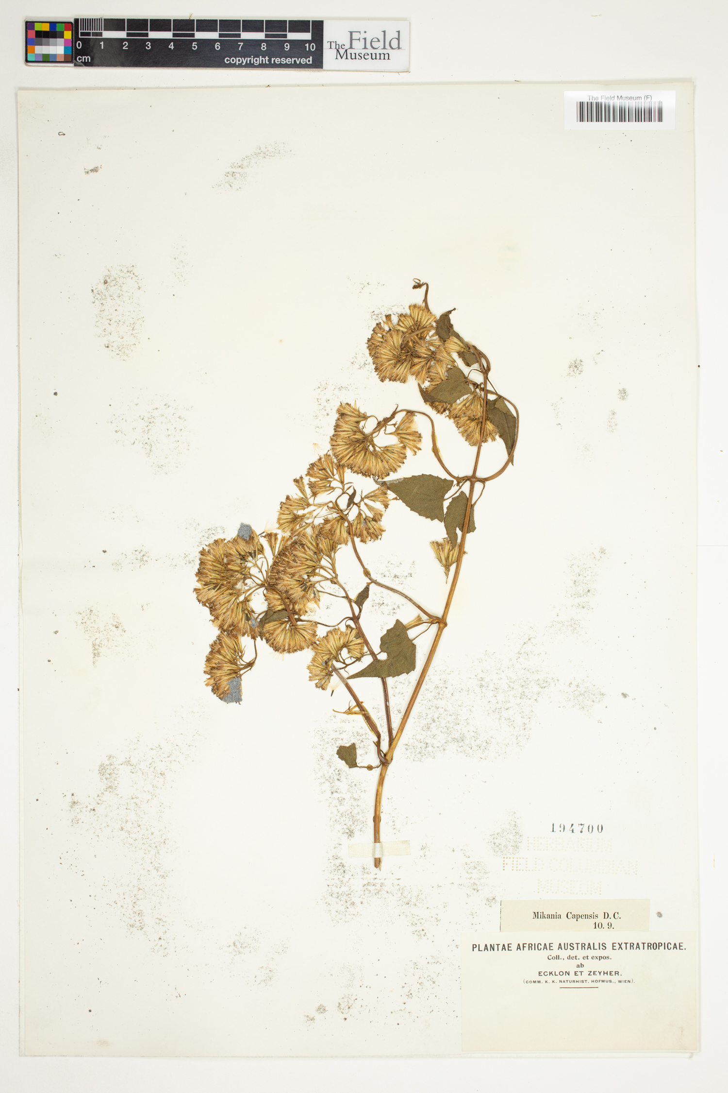 Mikania capensis image