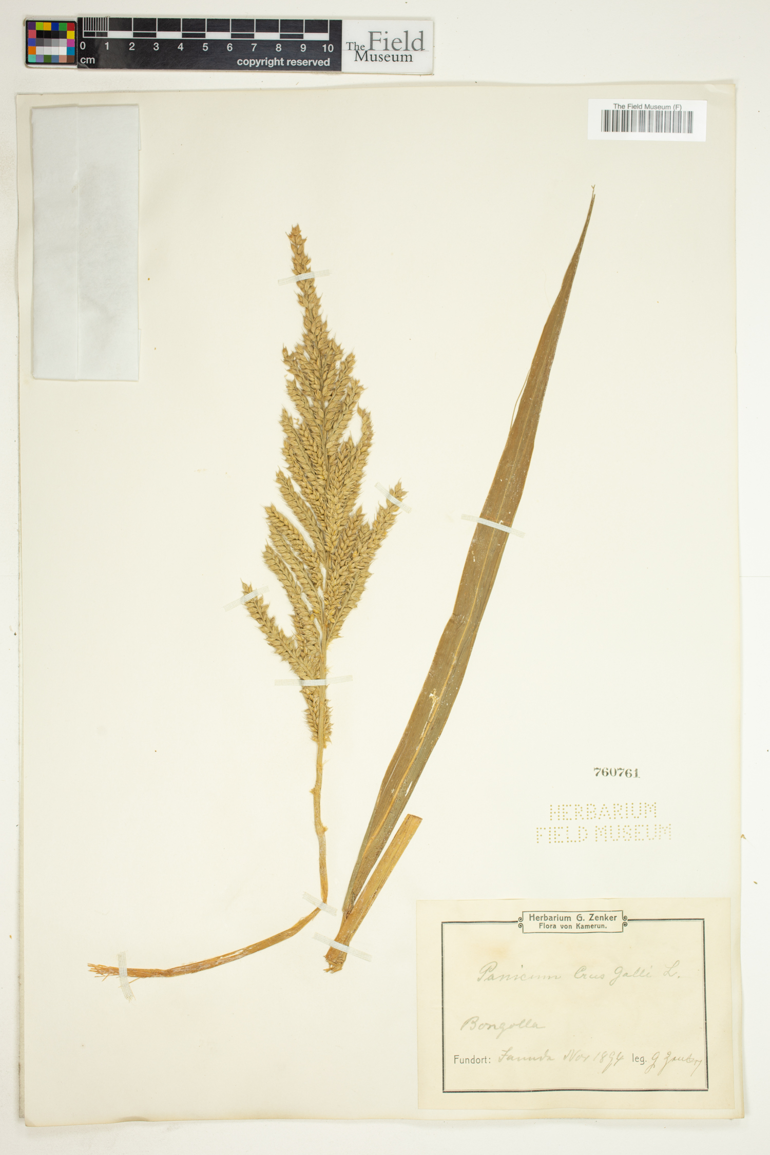 Echinochloa crus-galli image