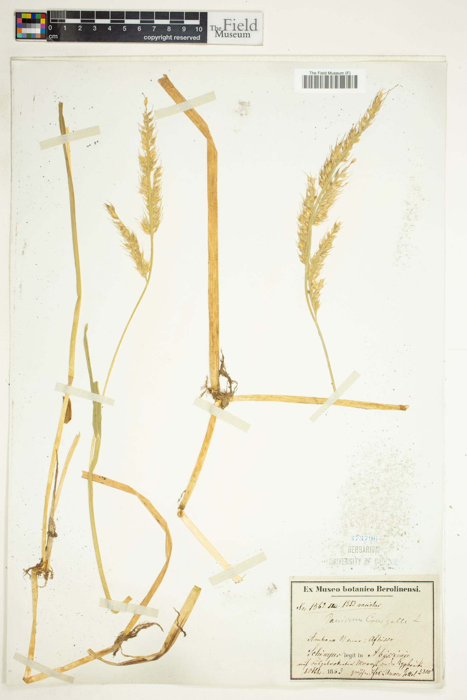 Echinochloa crus-galli image