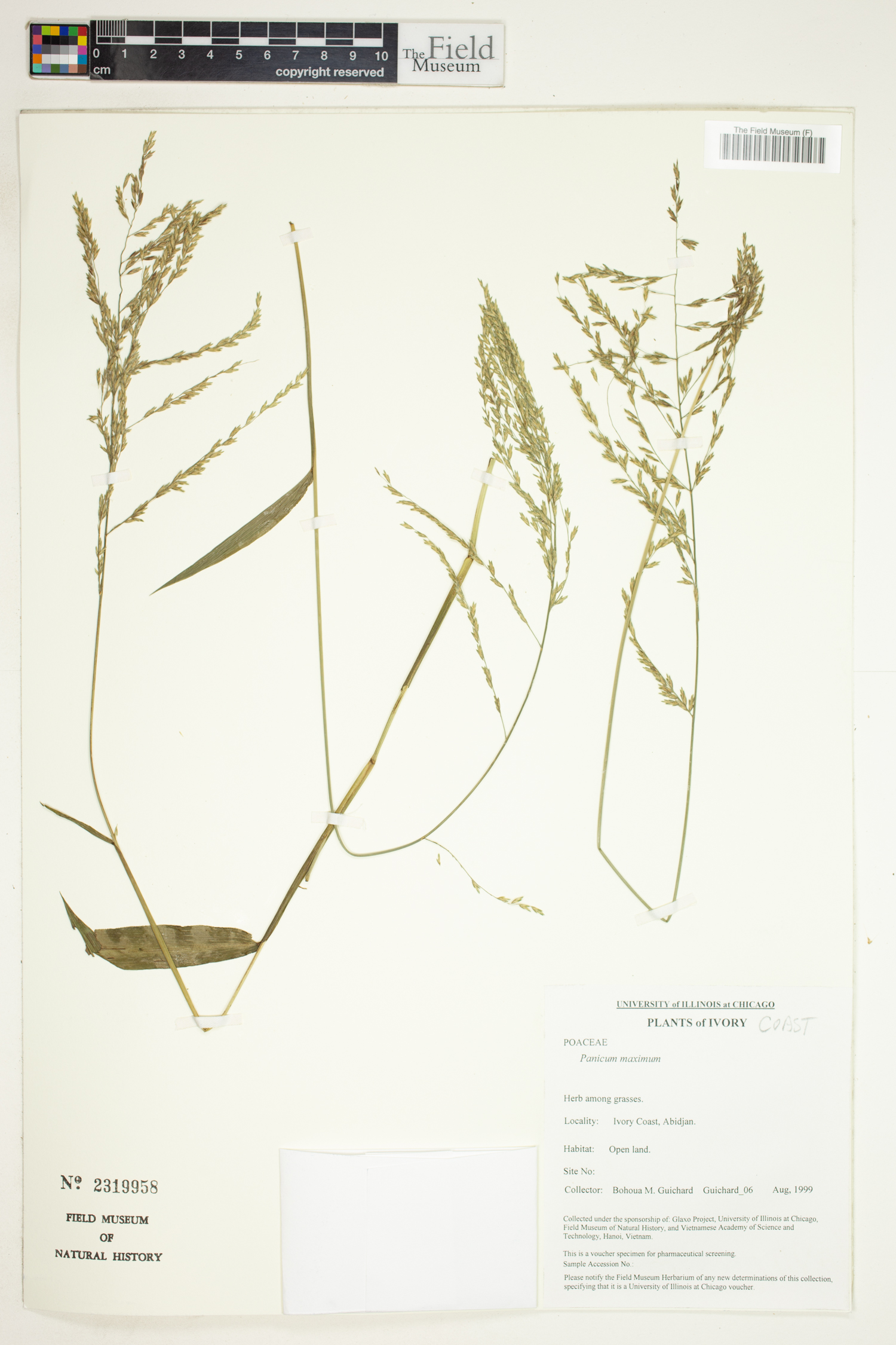 Urochloa image