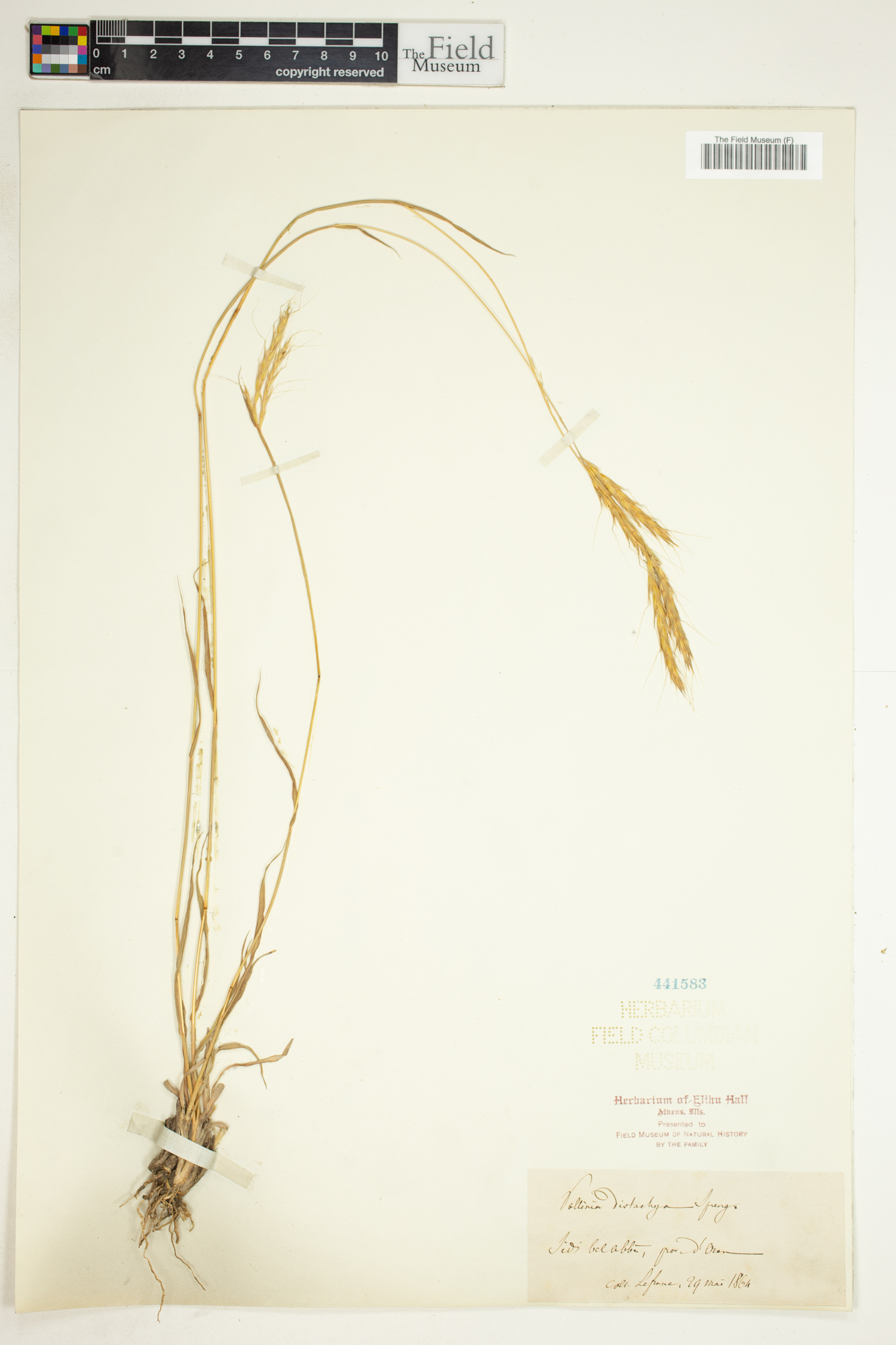 Andropogon distachyos image