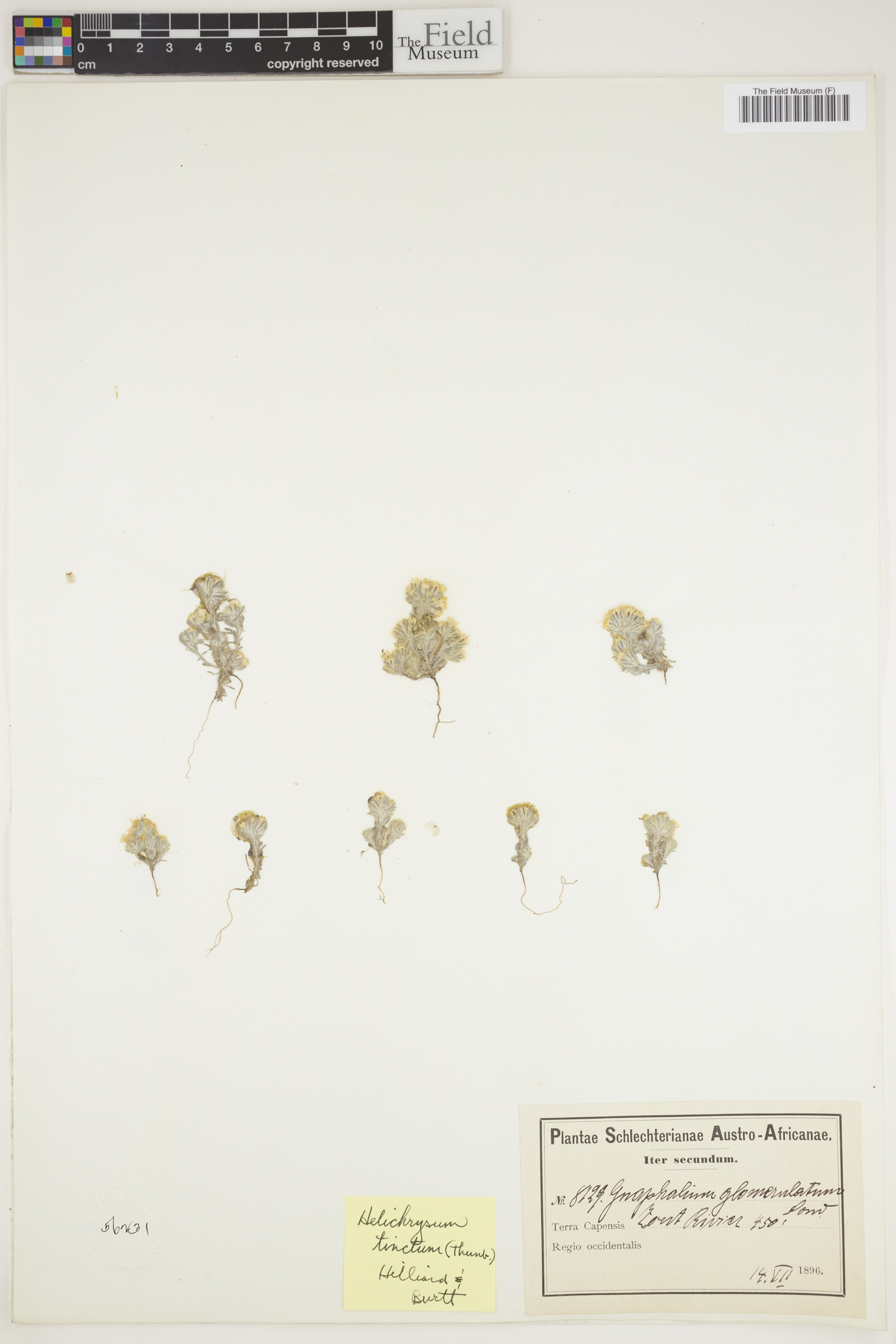 Helichrysum tinctum image