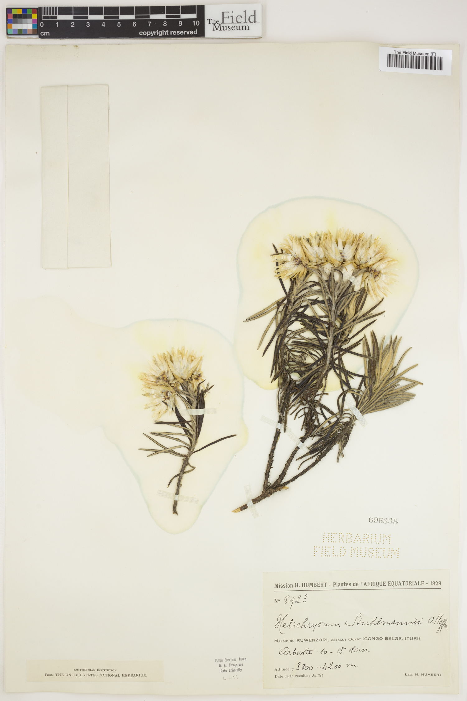 Helichrysum stuhlmannii image
