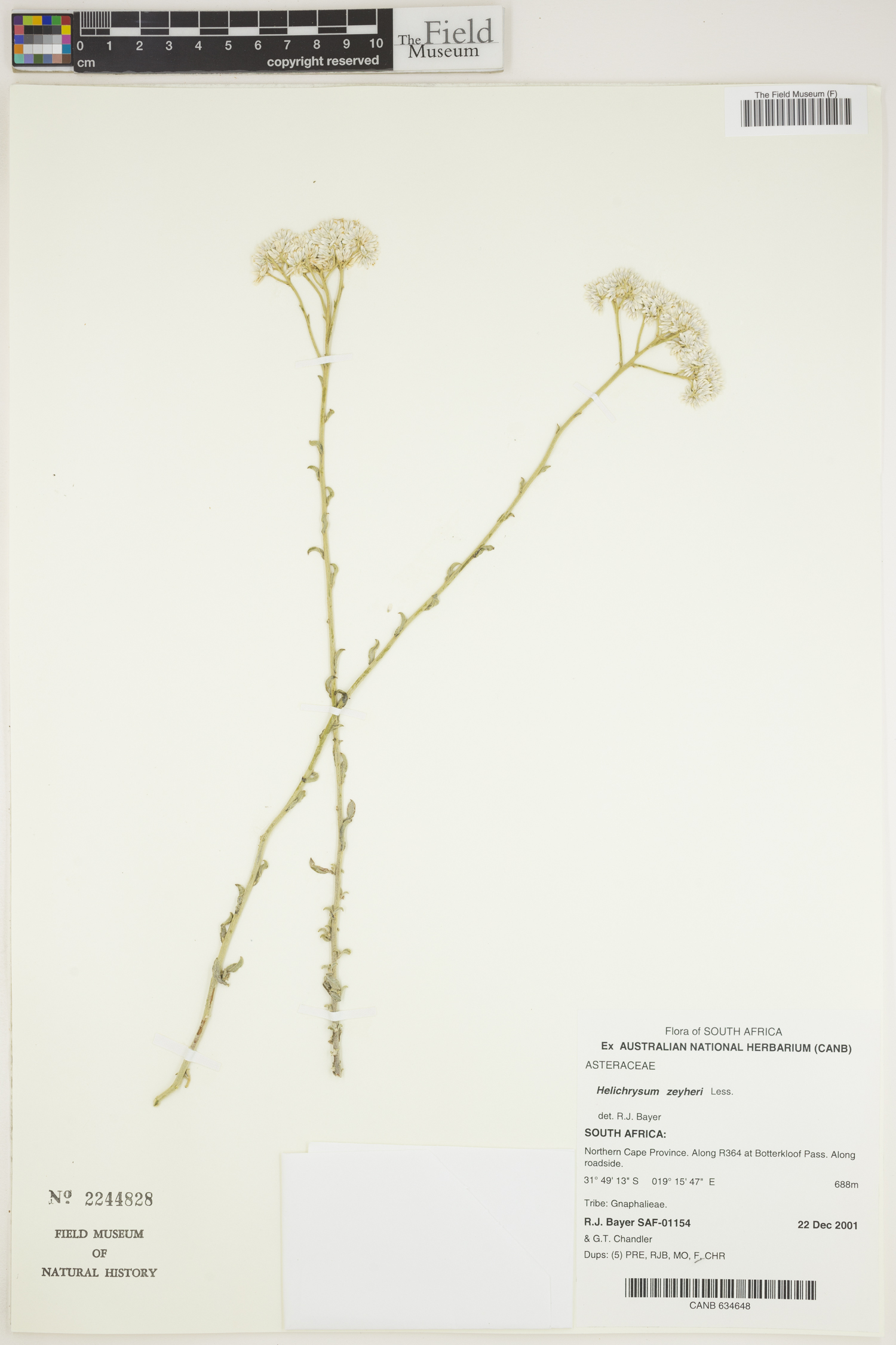 Helichrysum zeyheri image
