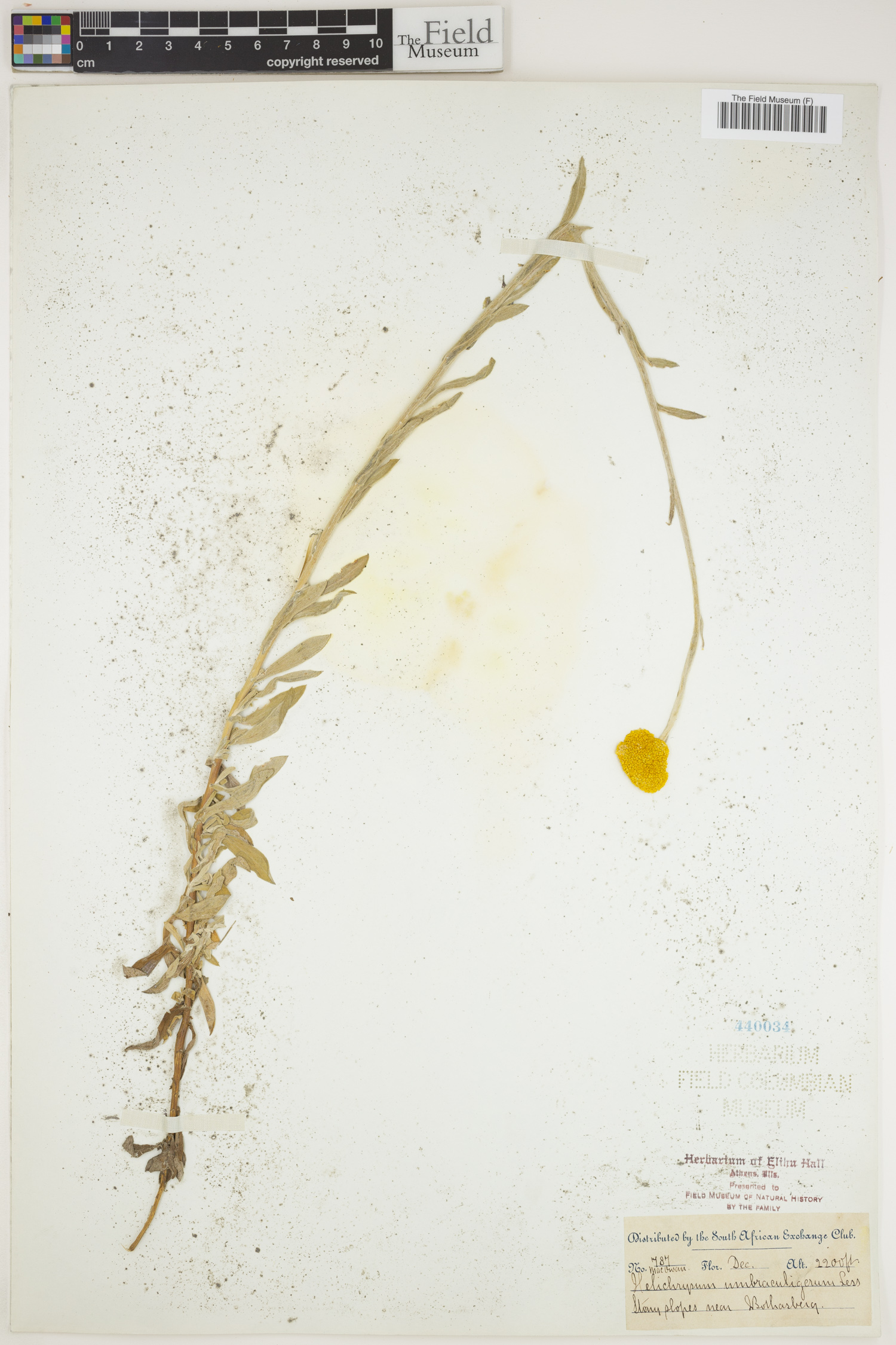 Helichrysum umbraculigerum image