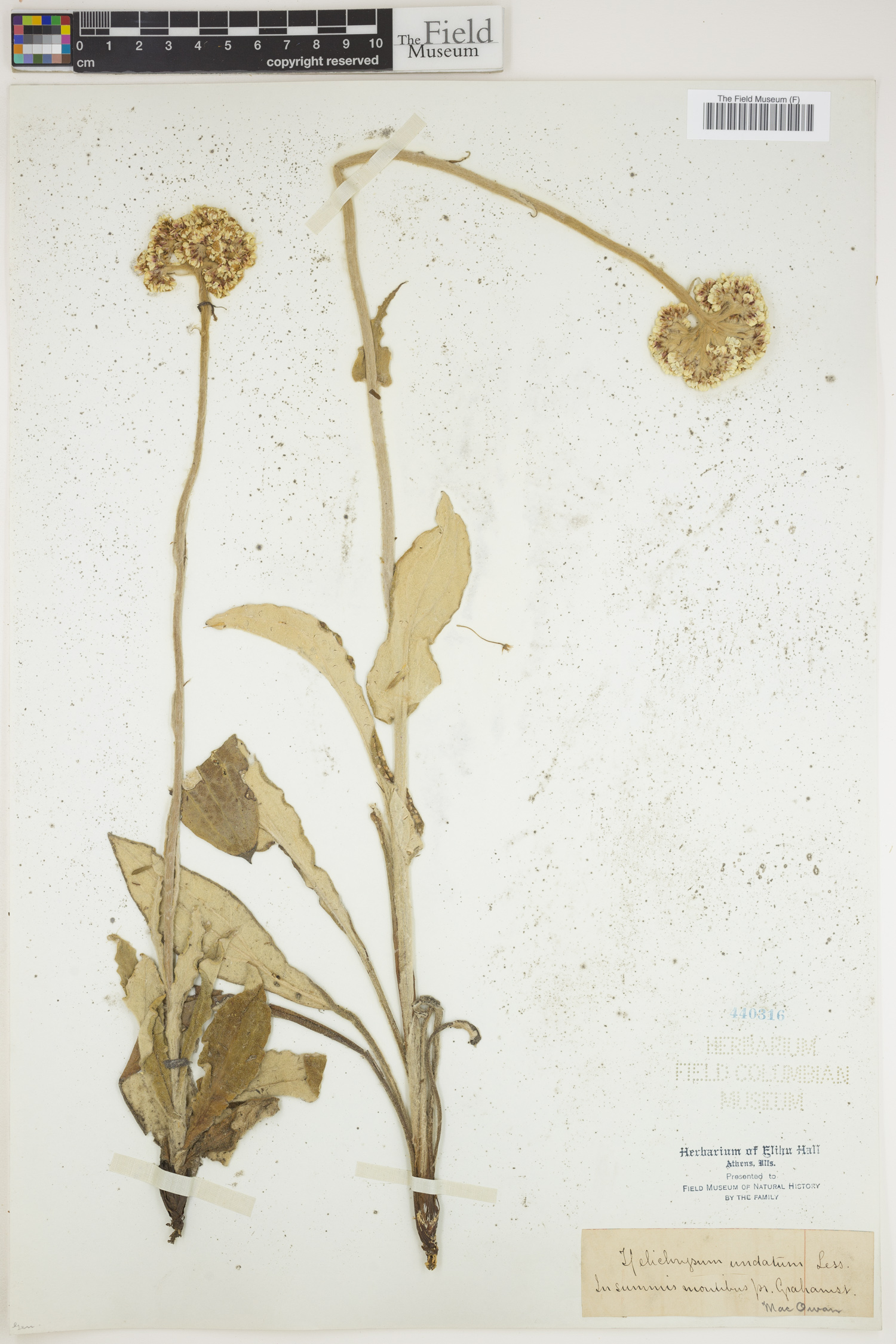Helichrysum nudifolium var. oxyphyllum image
