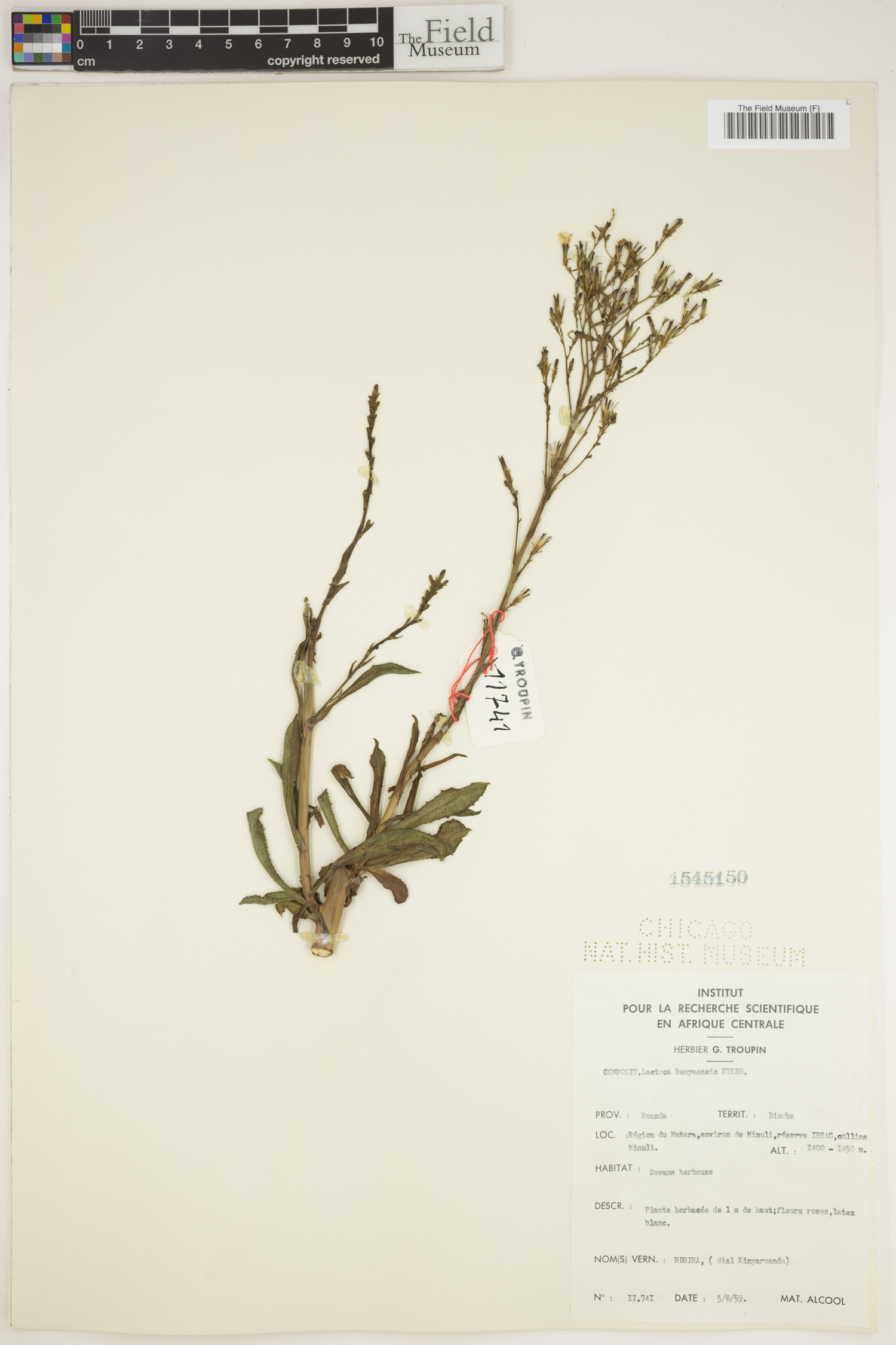 Lactuca inermis image