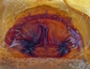 Coloncus ocala female epigynum