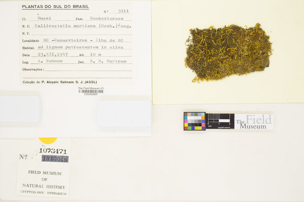 Callicostella martiana image