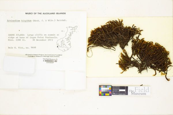 Echinodiopsis hispida image