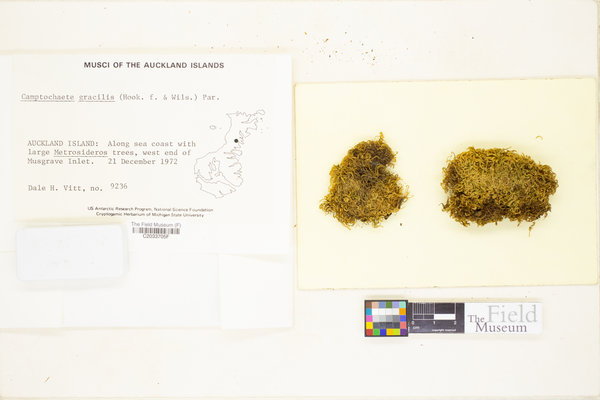 Fallaciella gracilis image
