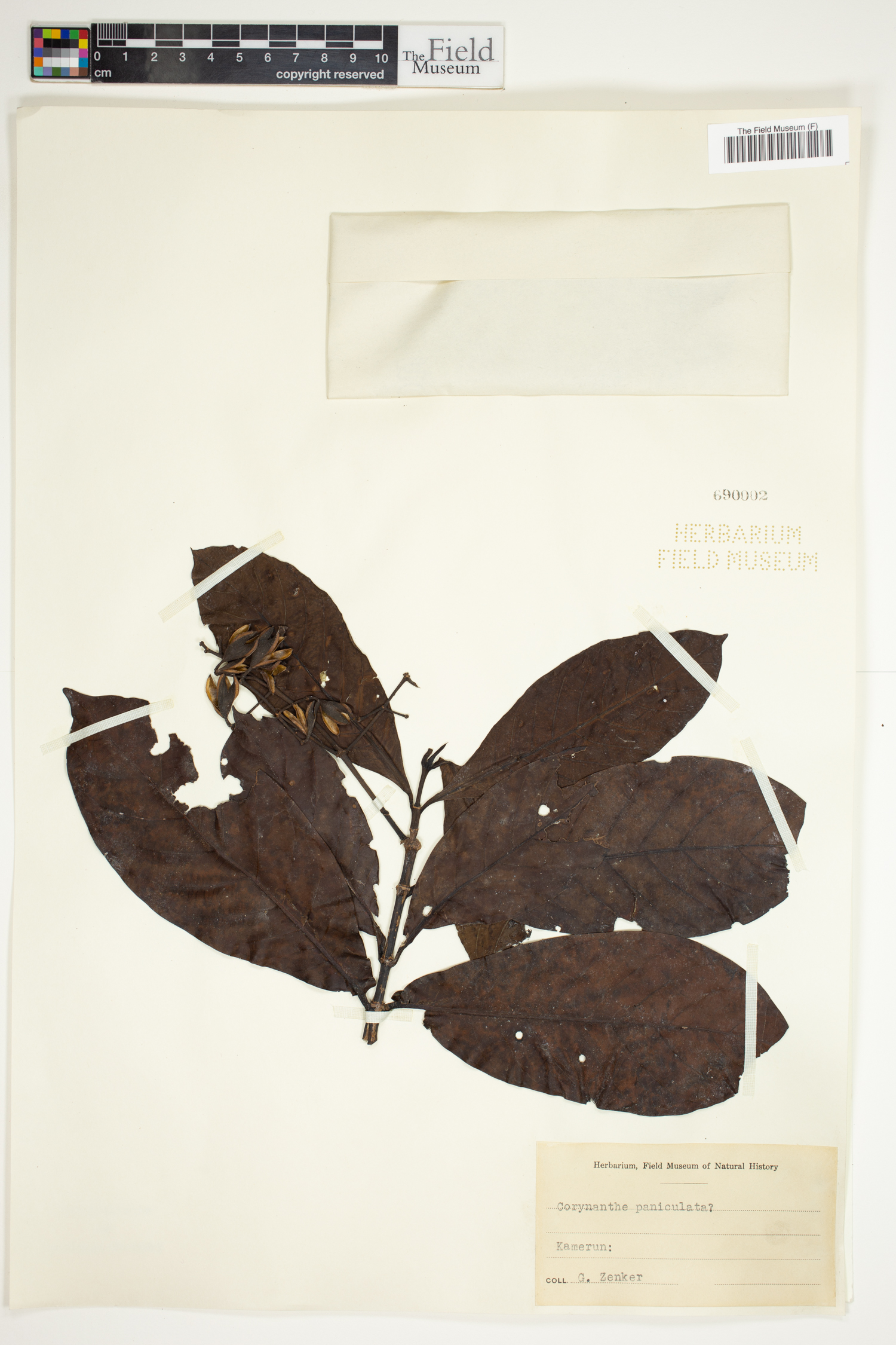Corynanthe paniculata image