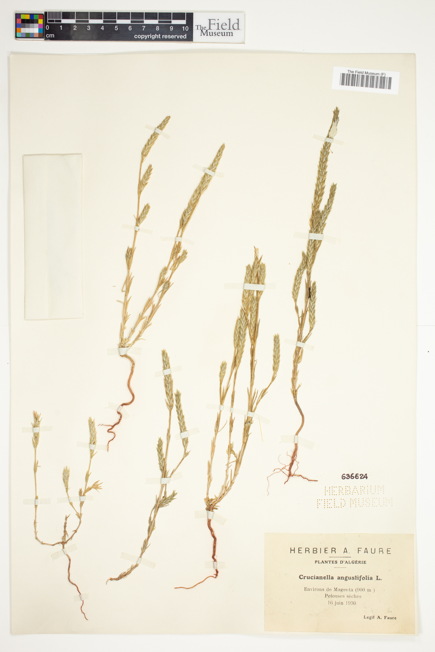 Crucianella angustifolia image