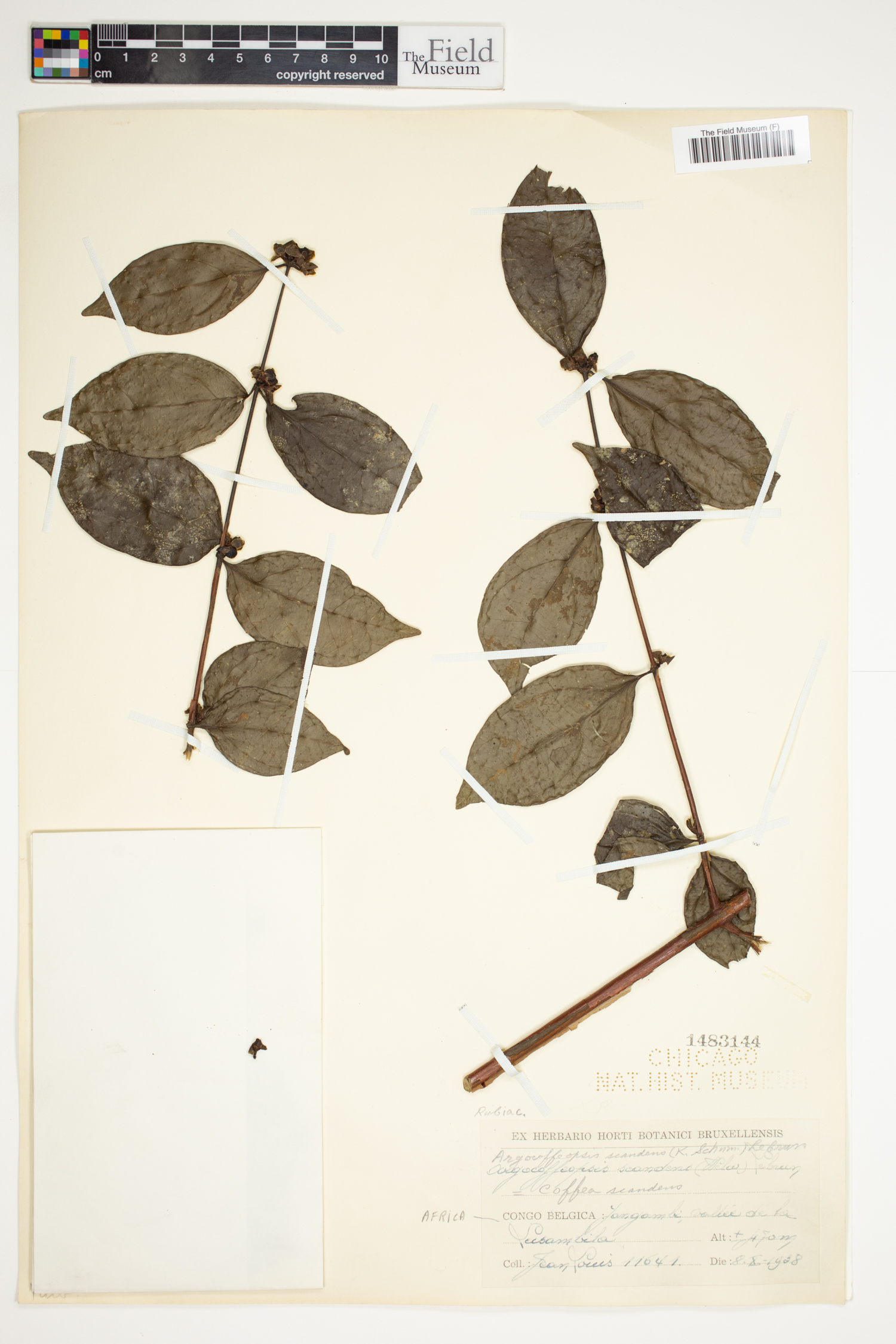 Argocoffeopsis scandens image