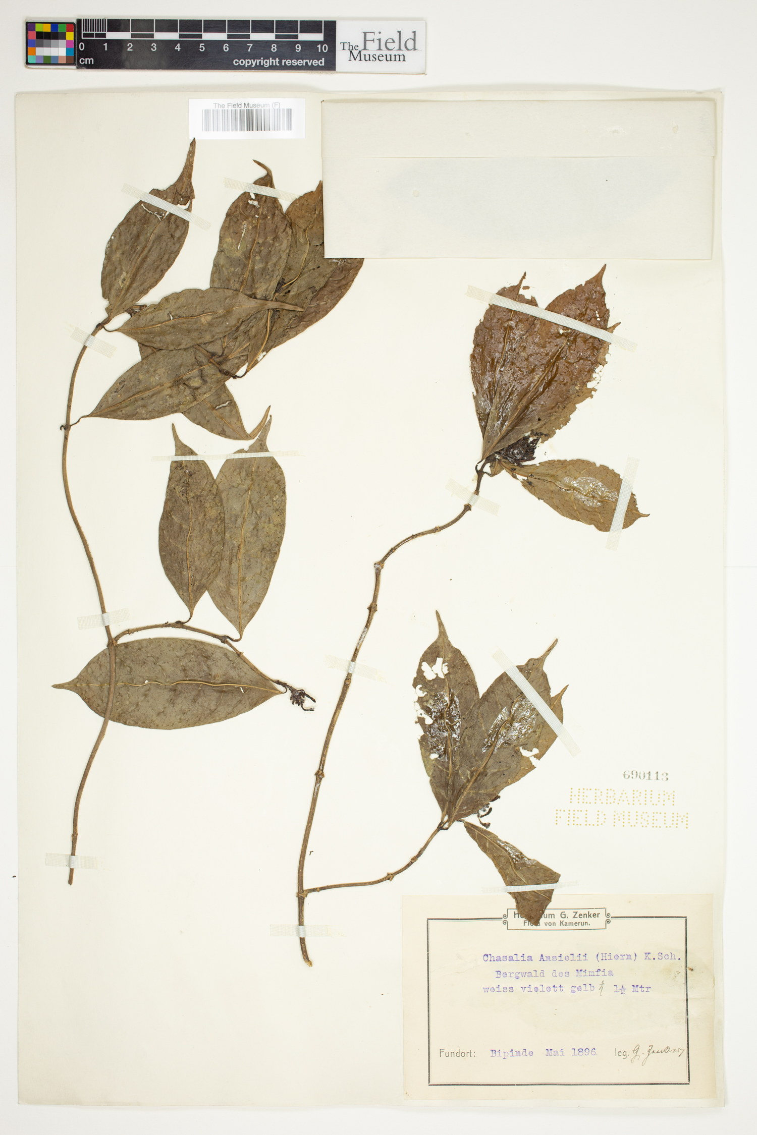 Chassalia laxiflora image