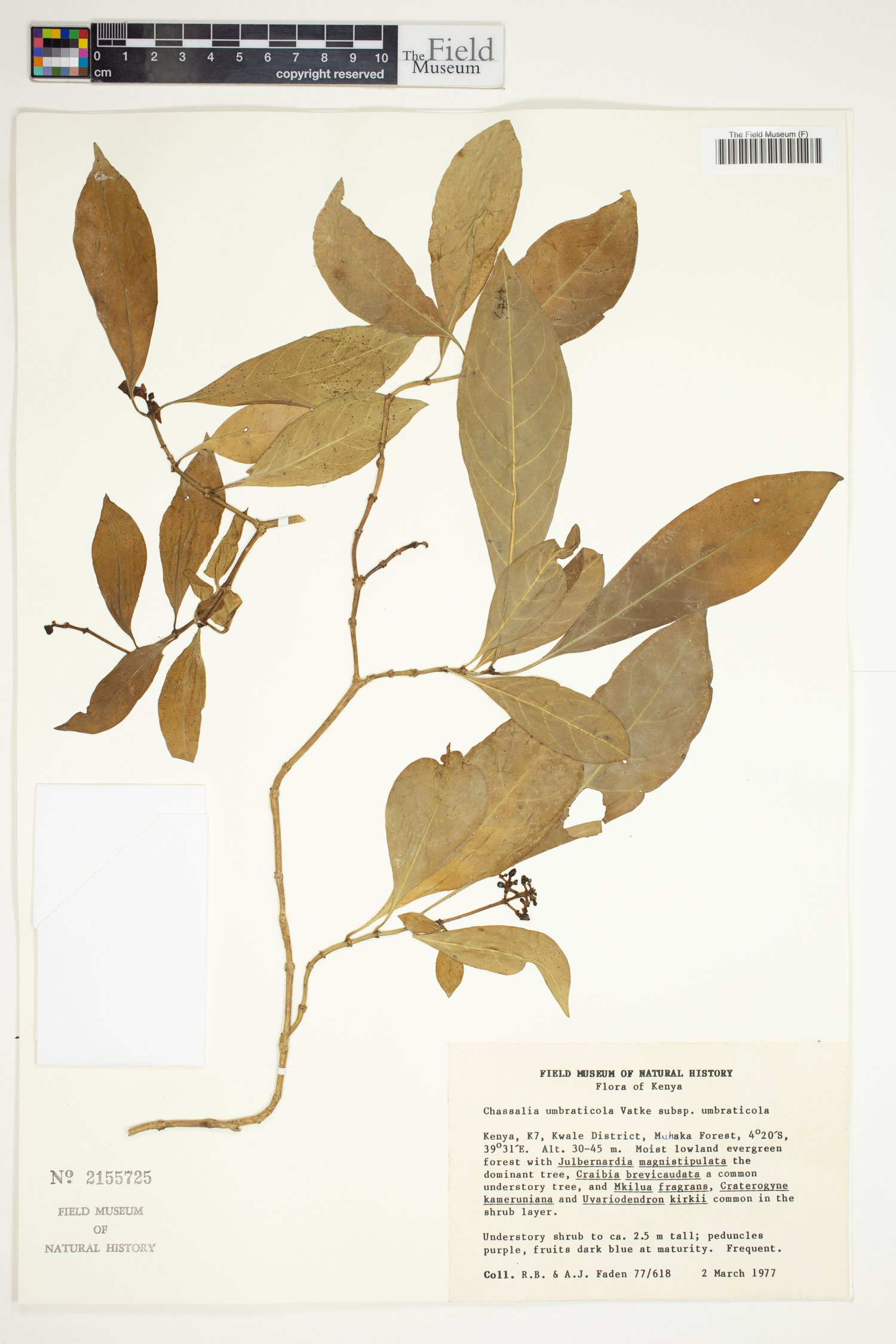 Chassalia umbraticola subsp. umbraticola image