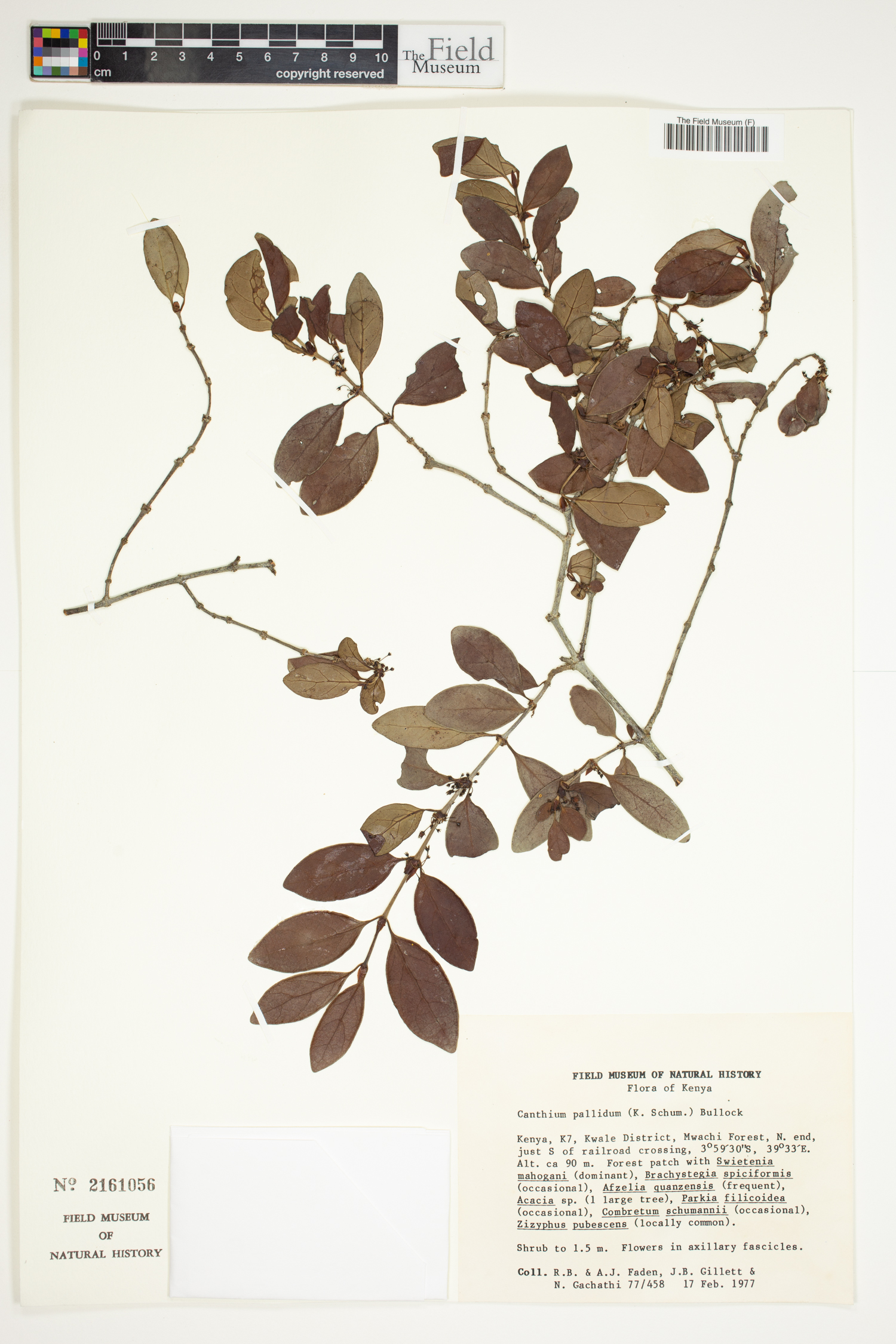 Bullockia mombazensis image