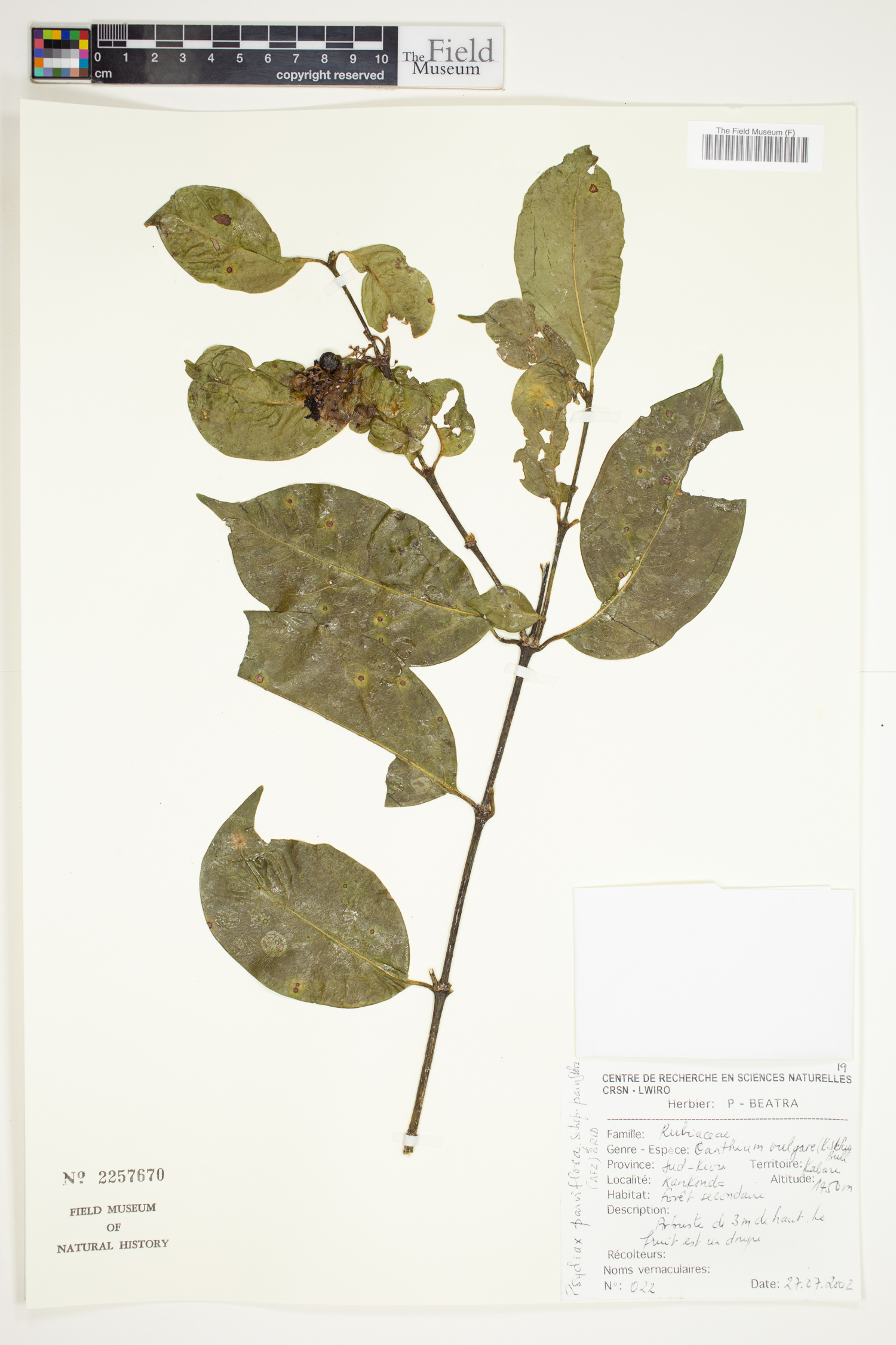 Psydrax parviflora image