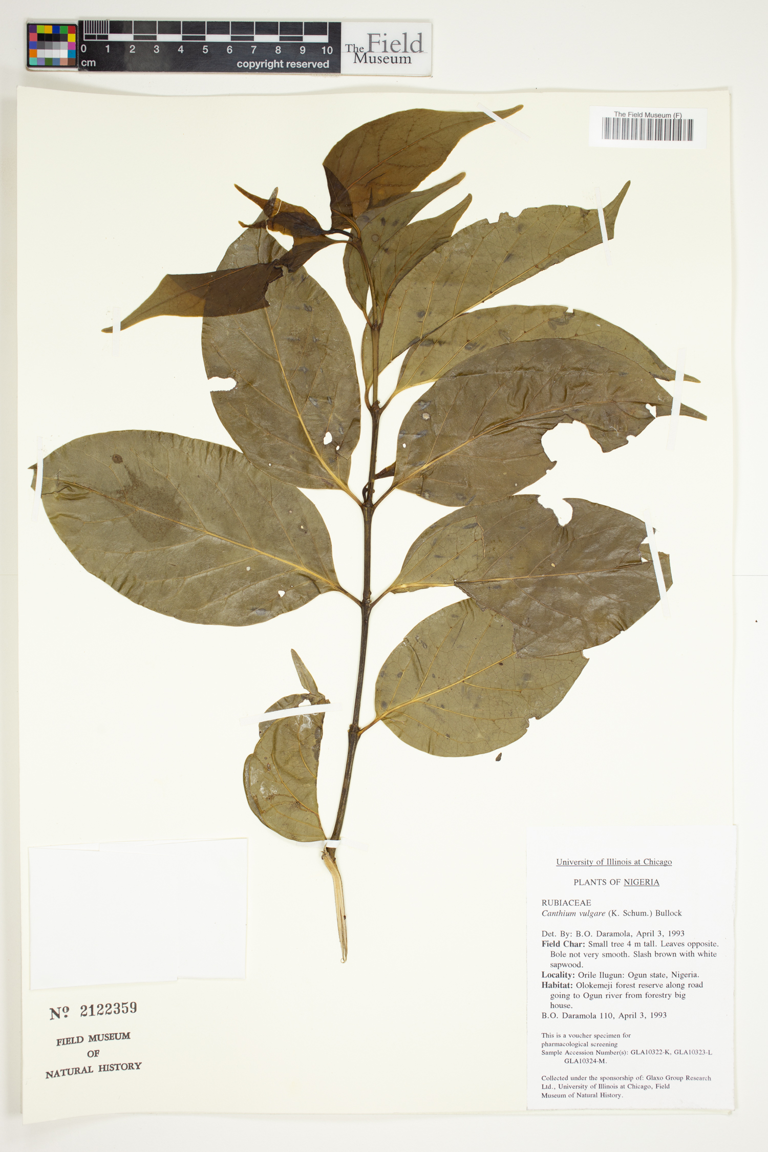 Psydrax parviflora image