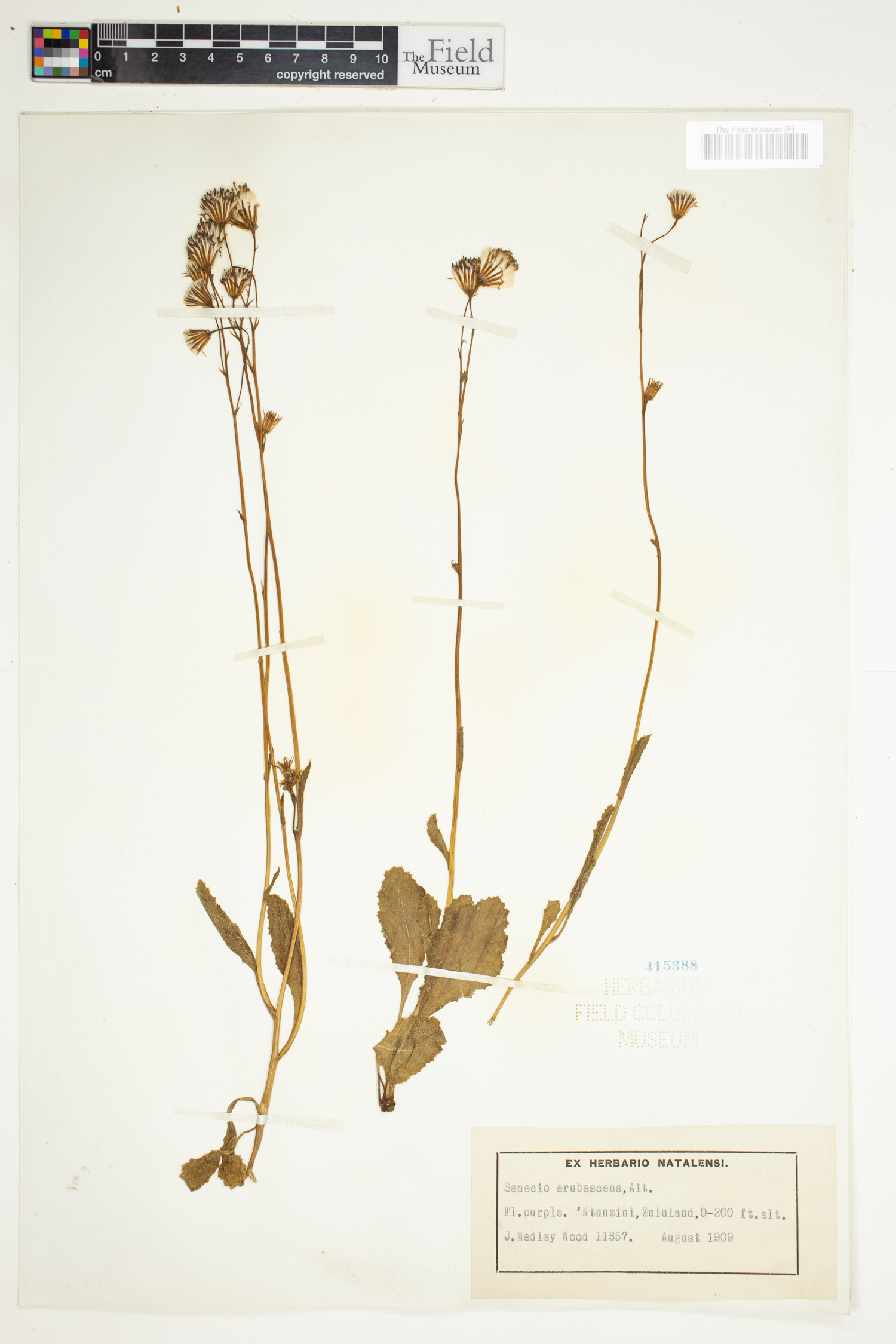 Senecio erubescens image