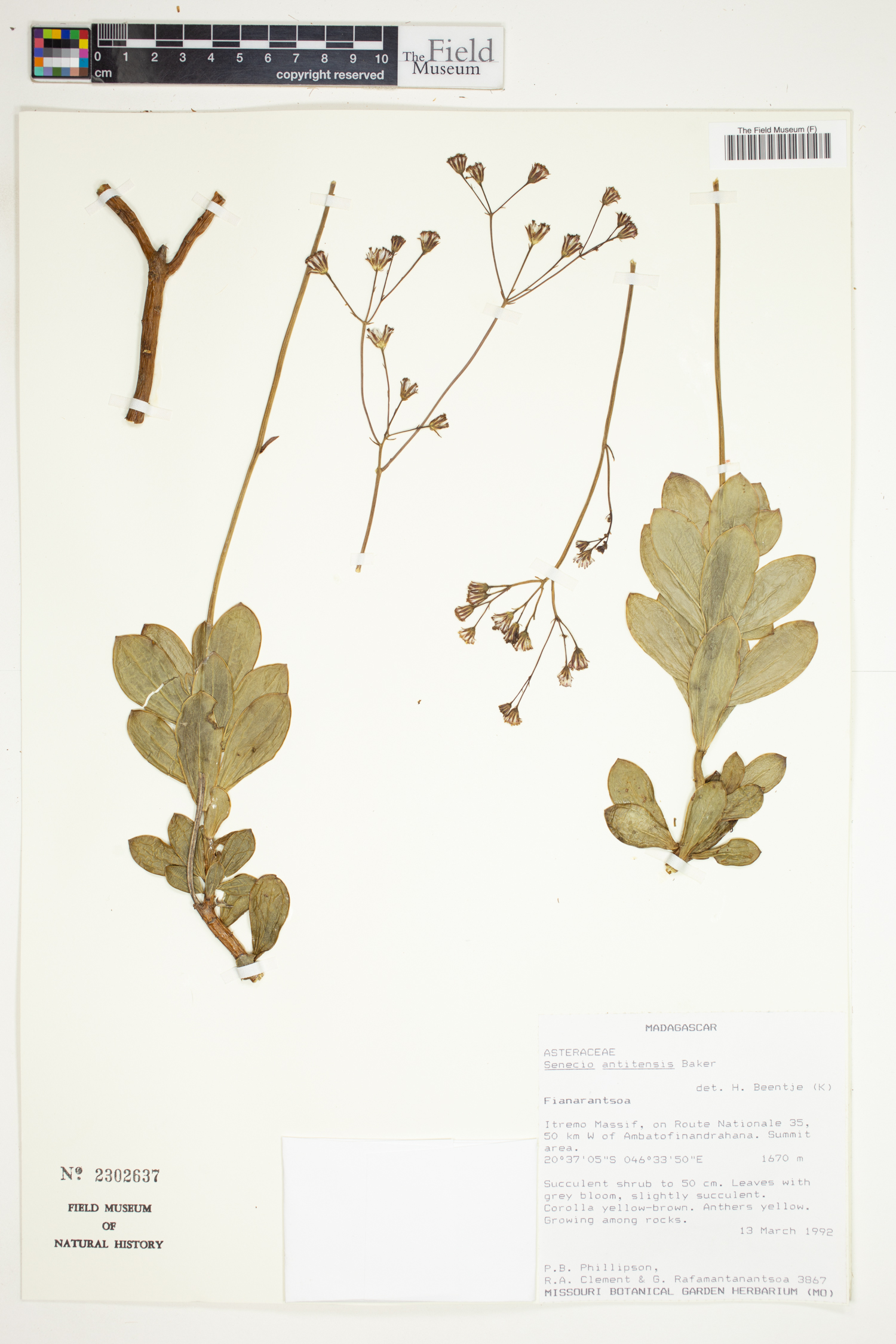 Senecio antitensis image