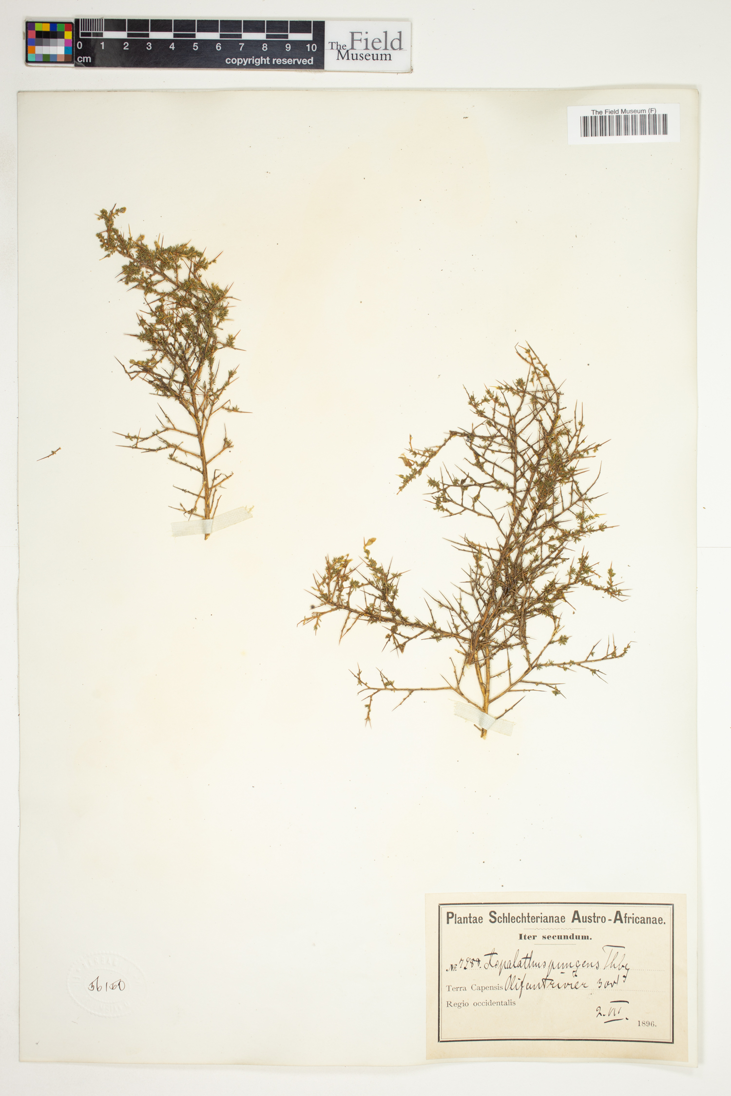 Aspalathus acuminata subsp. pungens image