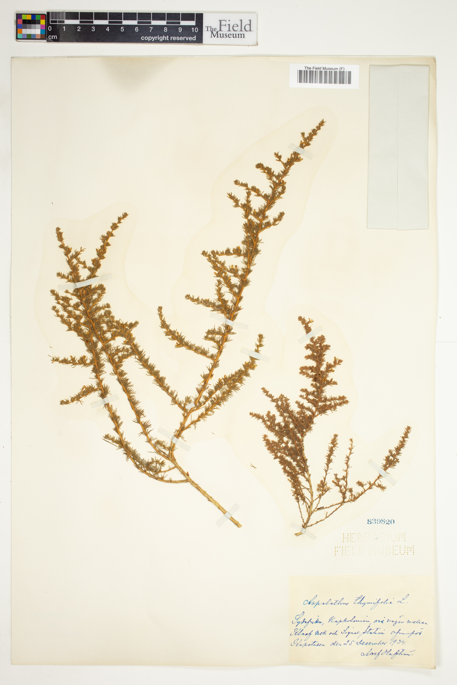 Aspalathus thymifolia image