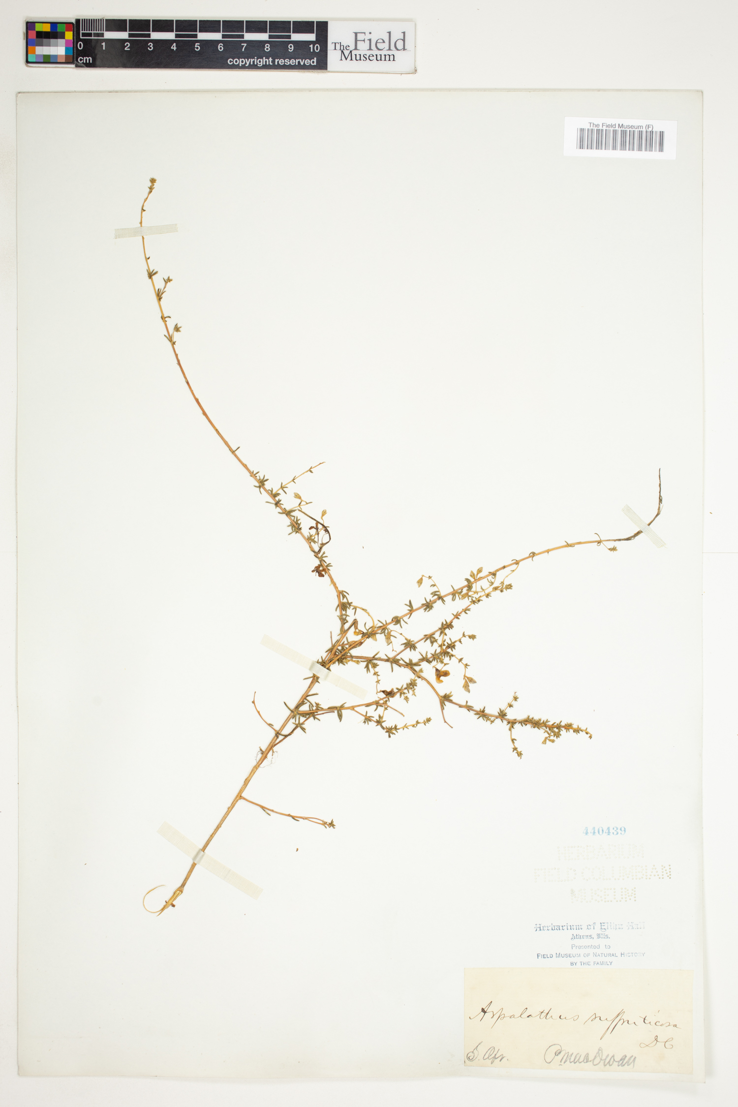 Aspalathus biflora image