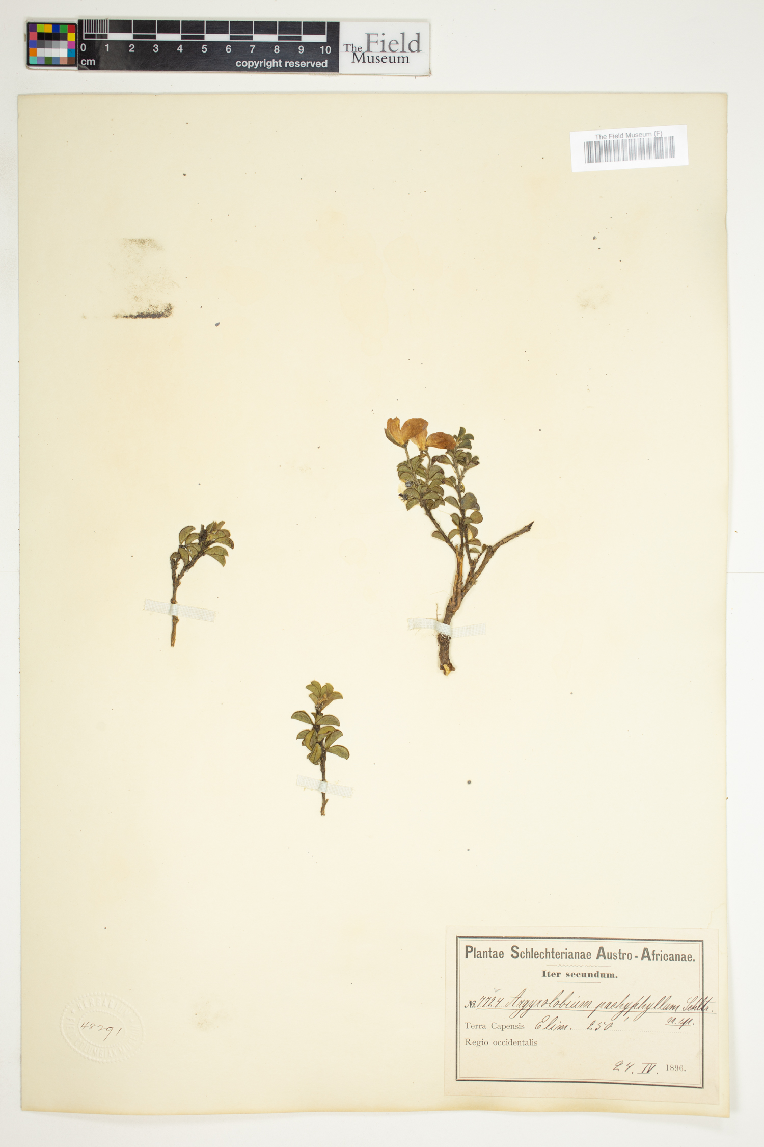Argyrolobium pachyphyllum image