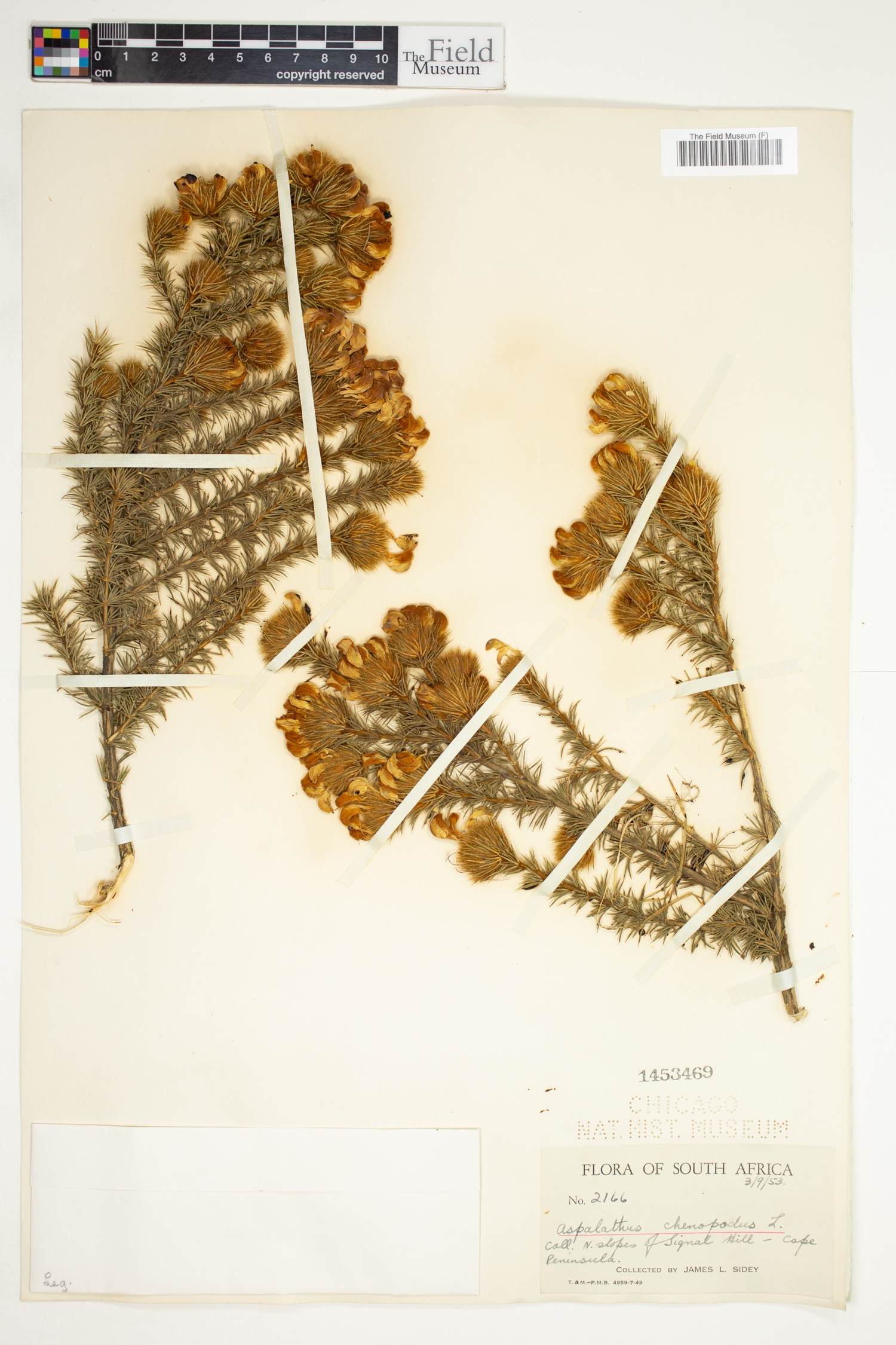 Aspalathus chenopoda image