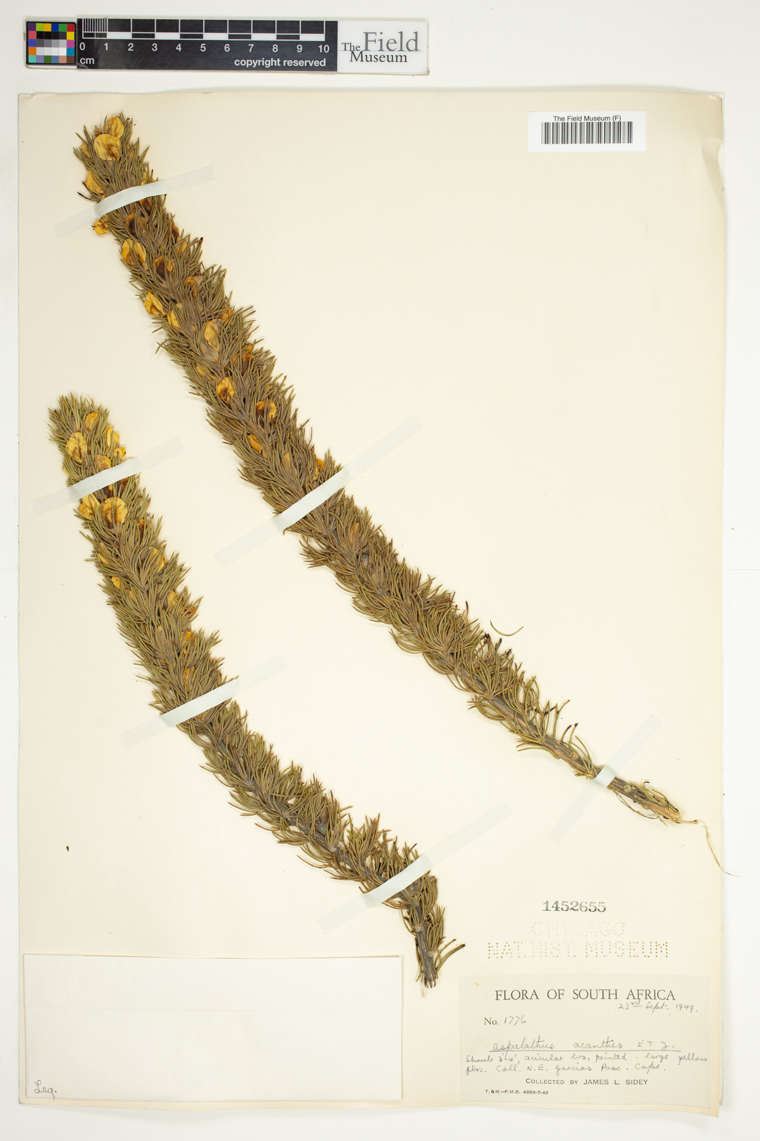Aspalathus acanthes image