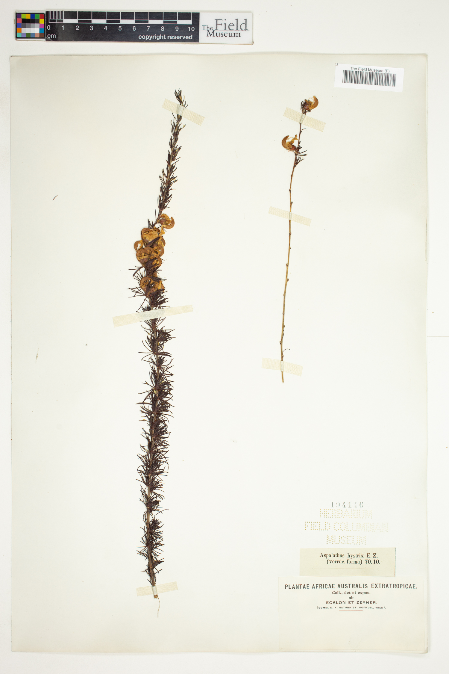 Aspalathus uniflora subsp. willdenowiana image
