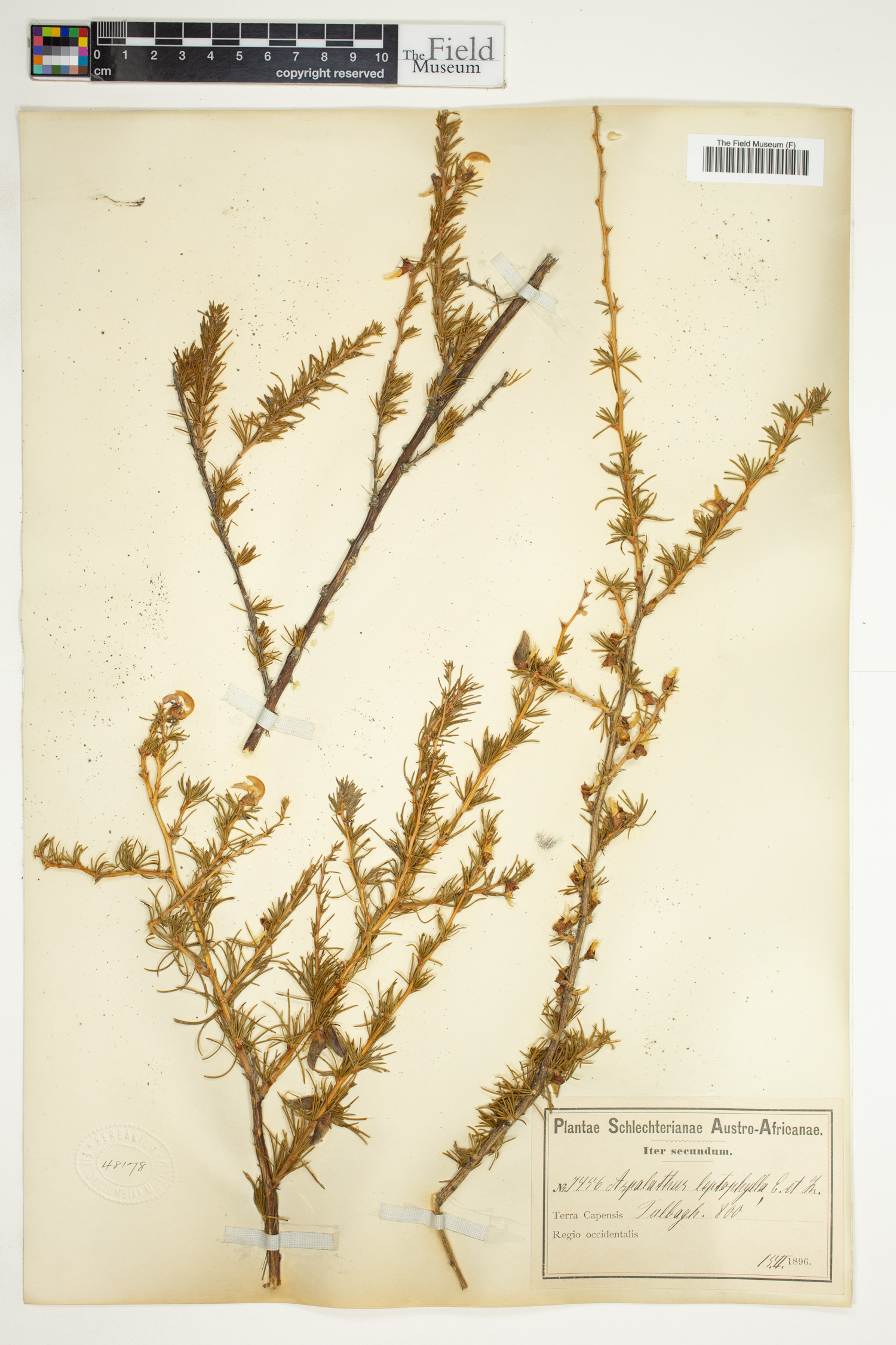 Aspalathus uniflora image