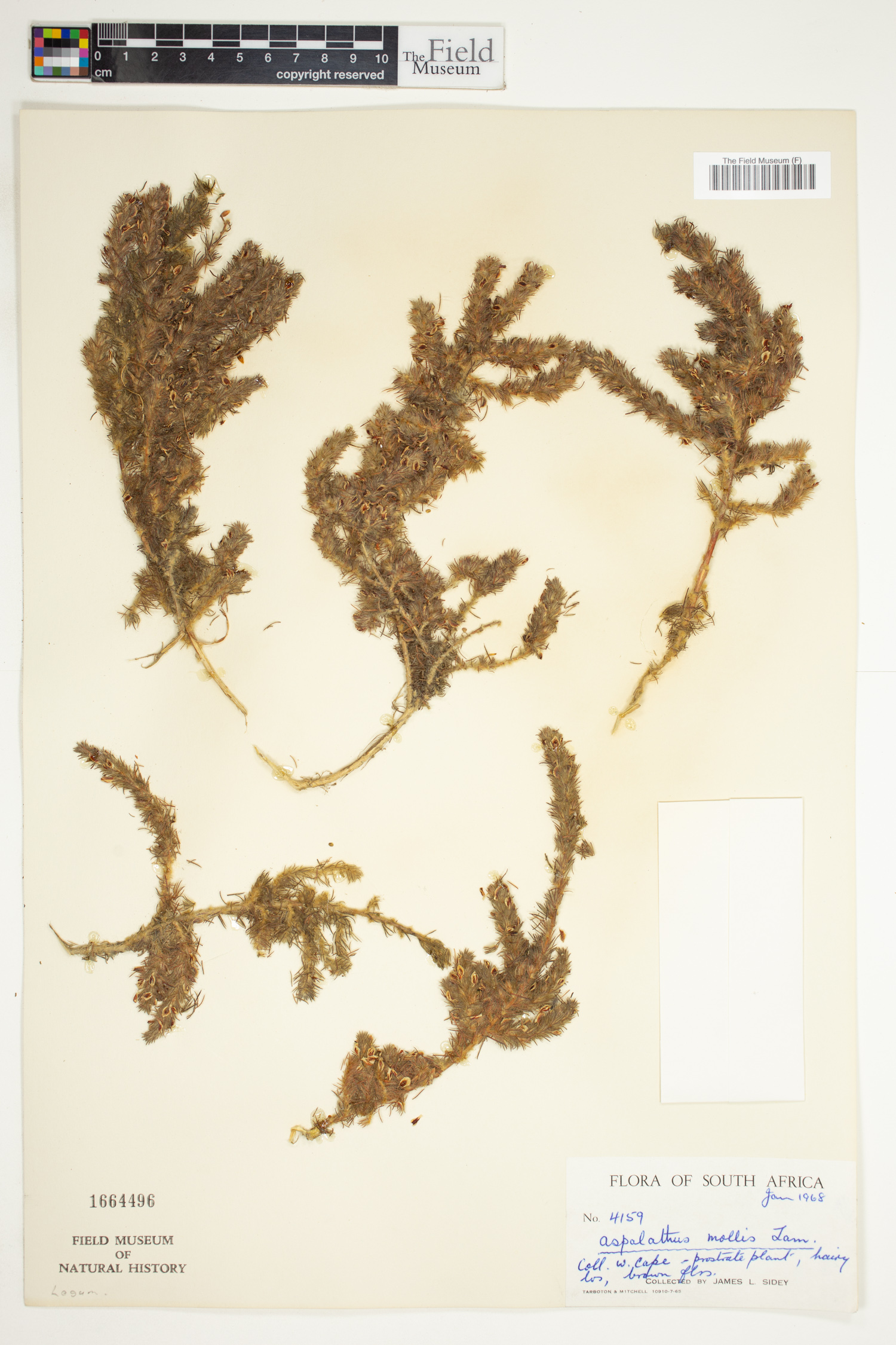Aspalathus ericifolia subsp. ericifolia image