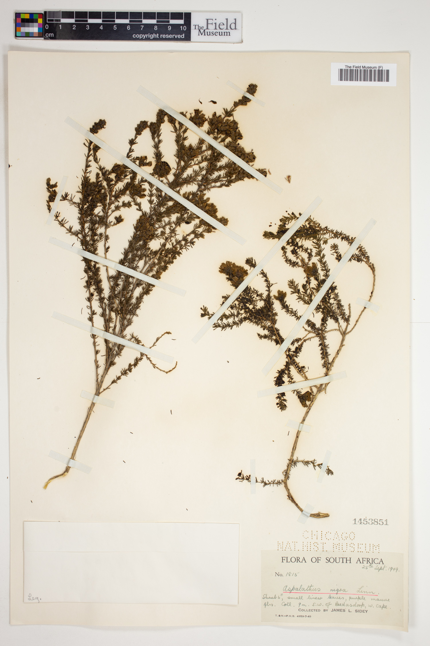 Aspalathus nigra image