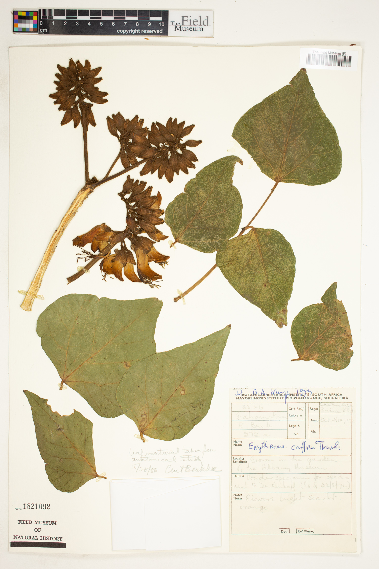 Erythrina caffra image